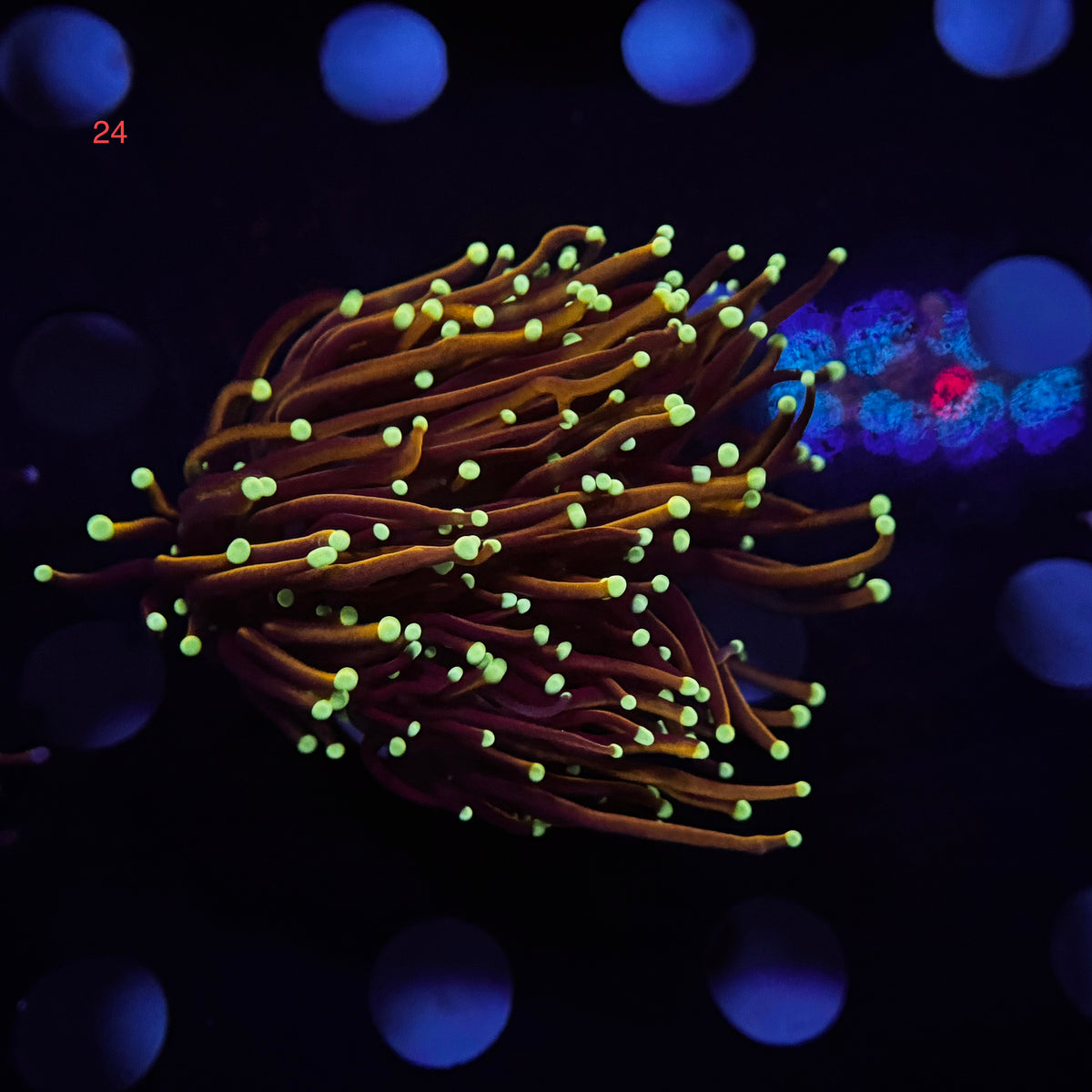 Neon Tip Torch