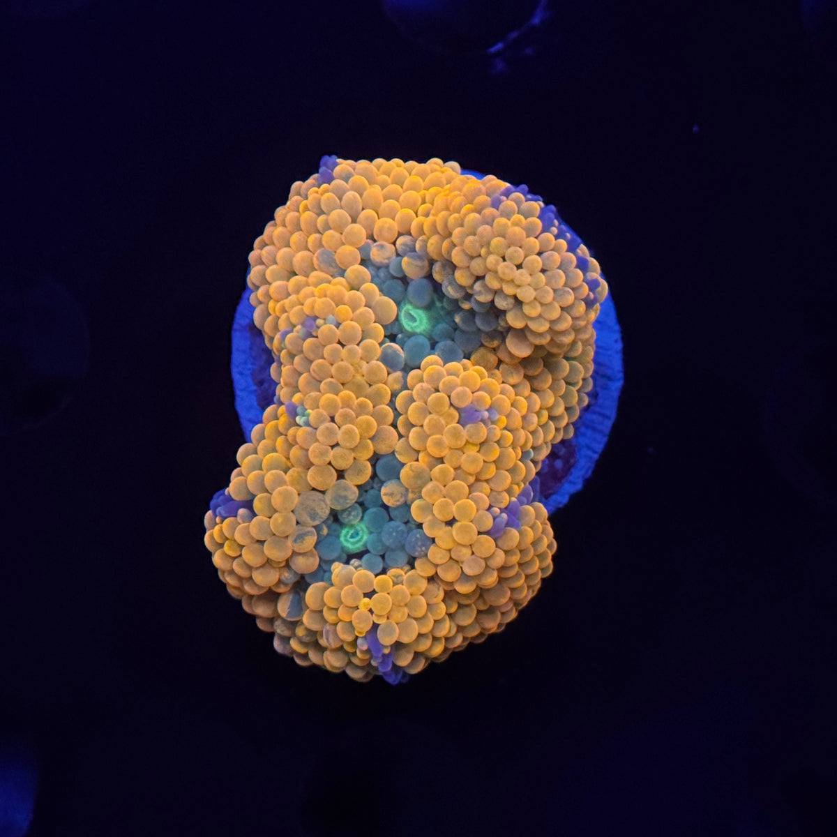 Orange Ricordea Mushroom