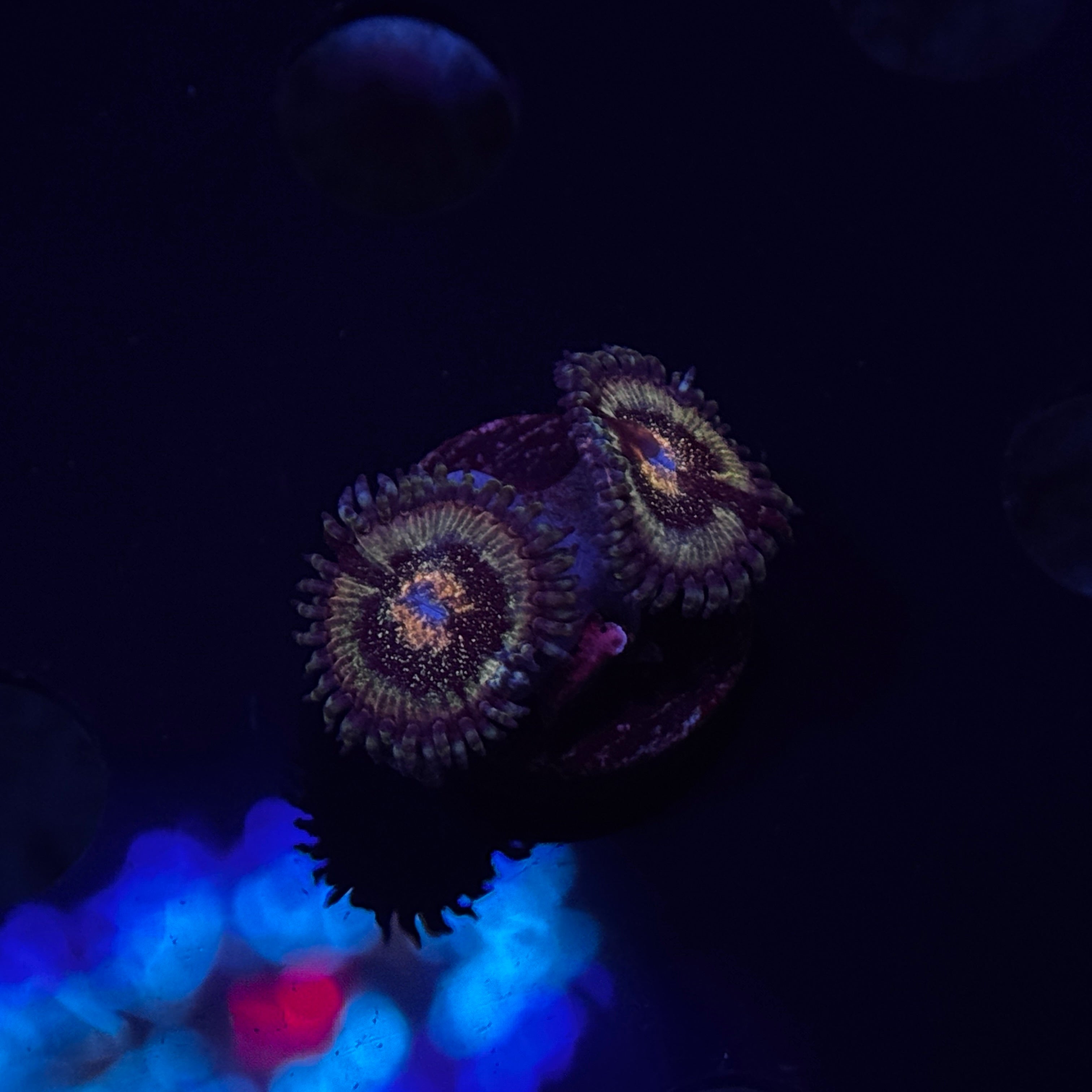 Pink Lagoon Zoanthids