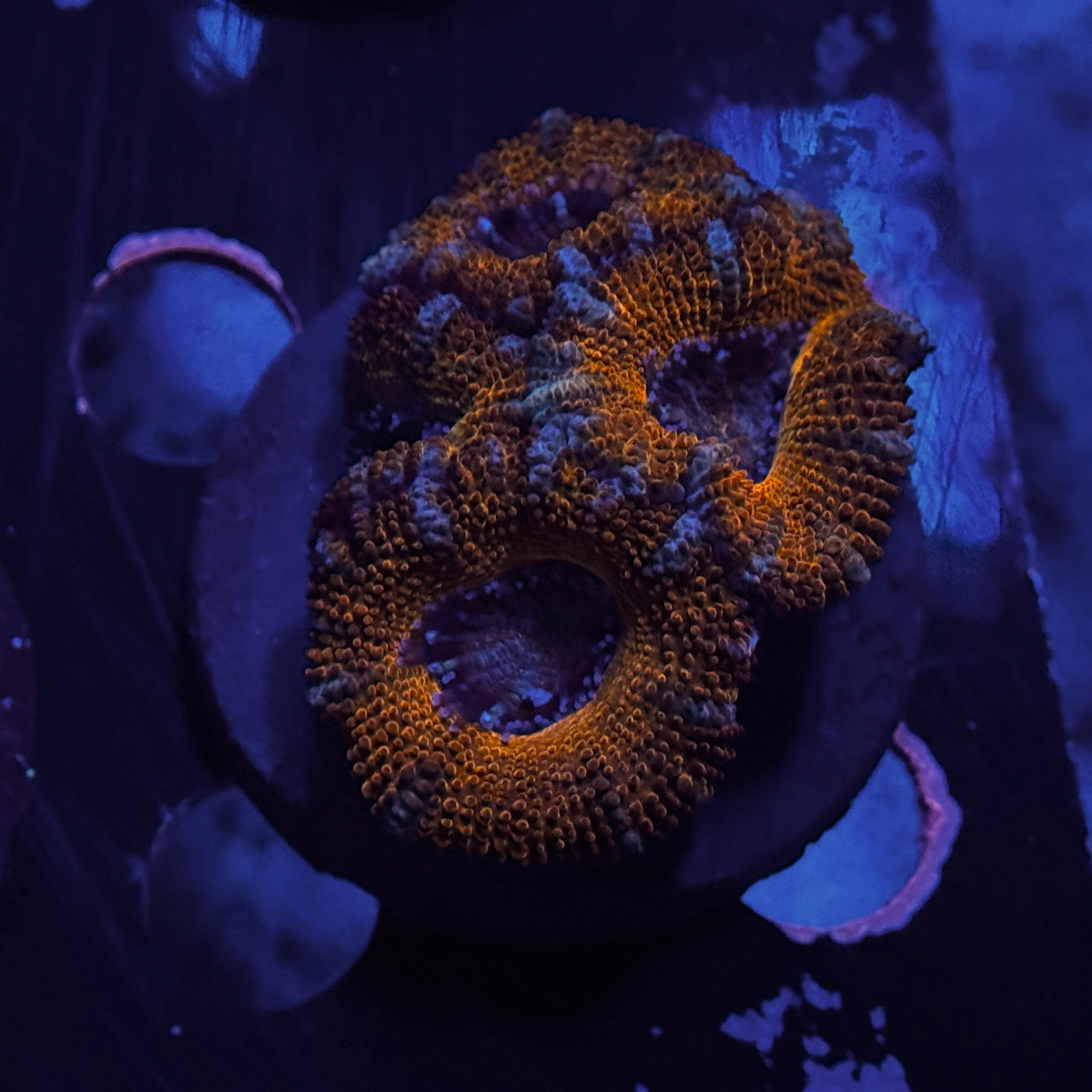 Red Acan Lord