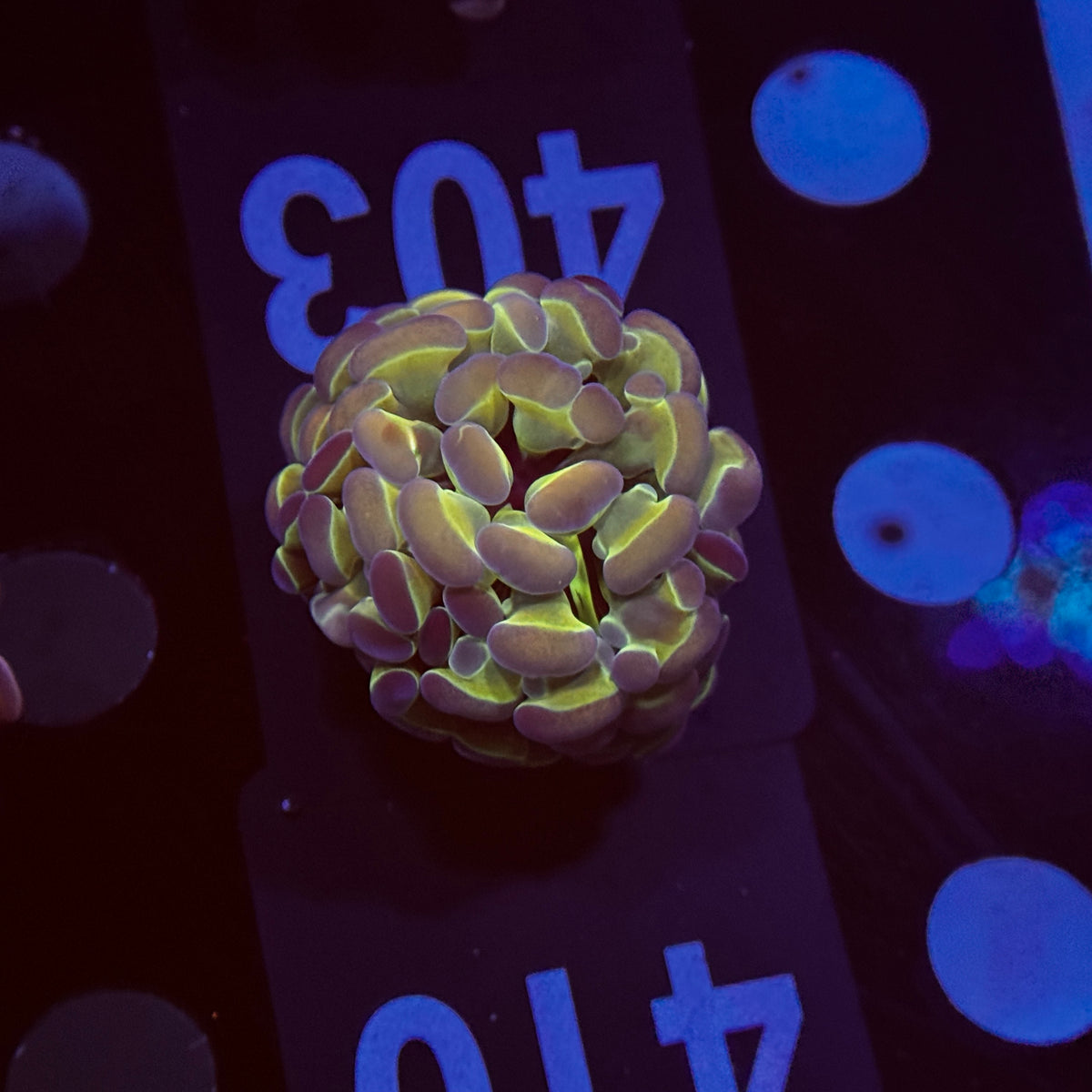 Rainbow Hologram Hammer