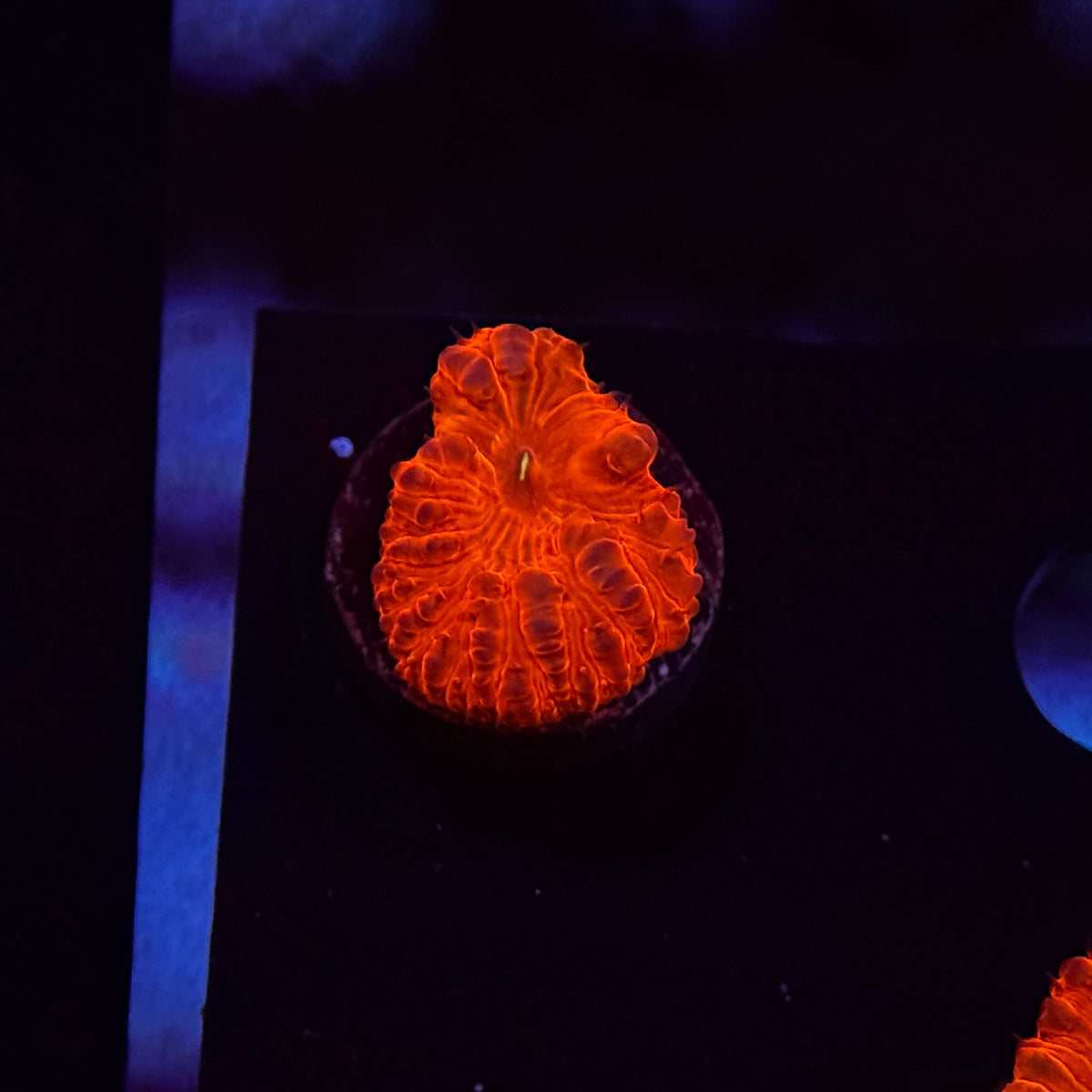Ruby Red Blastomussa Welsi