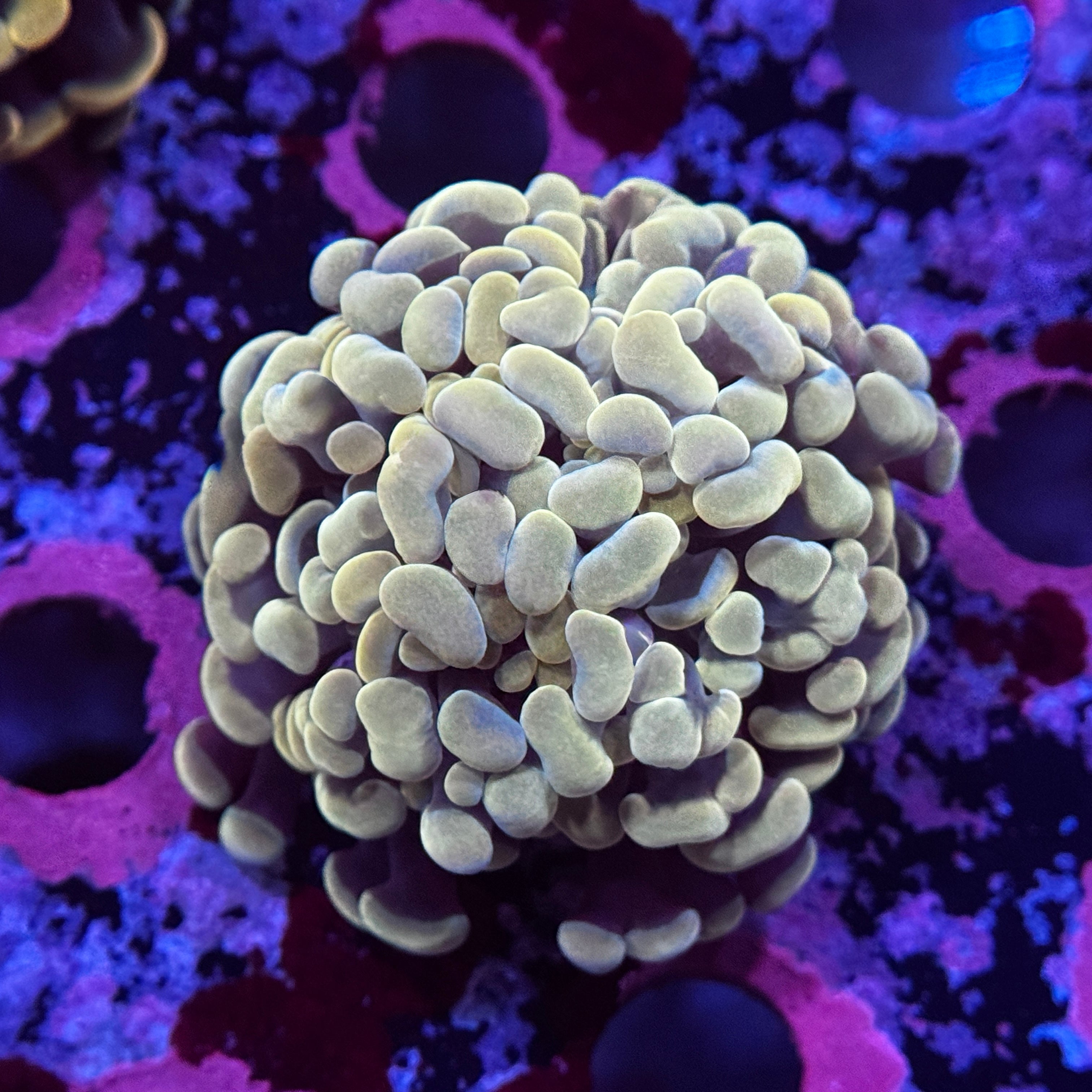 Golden Hammer