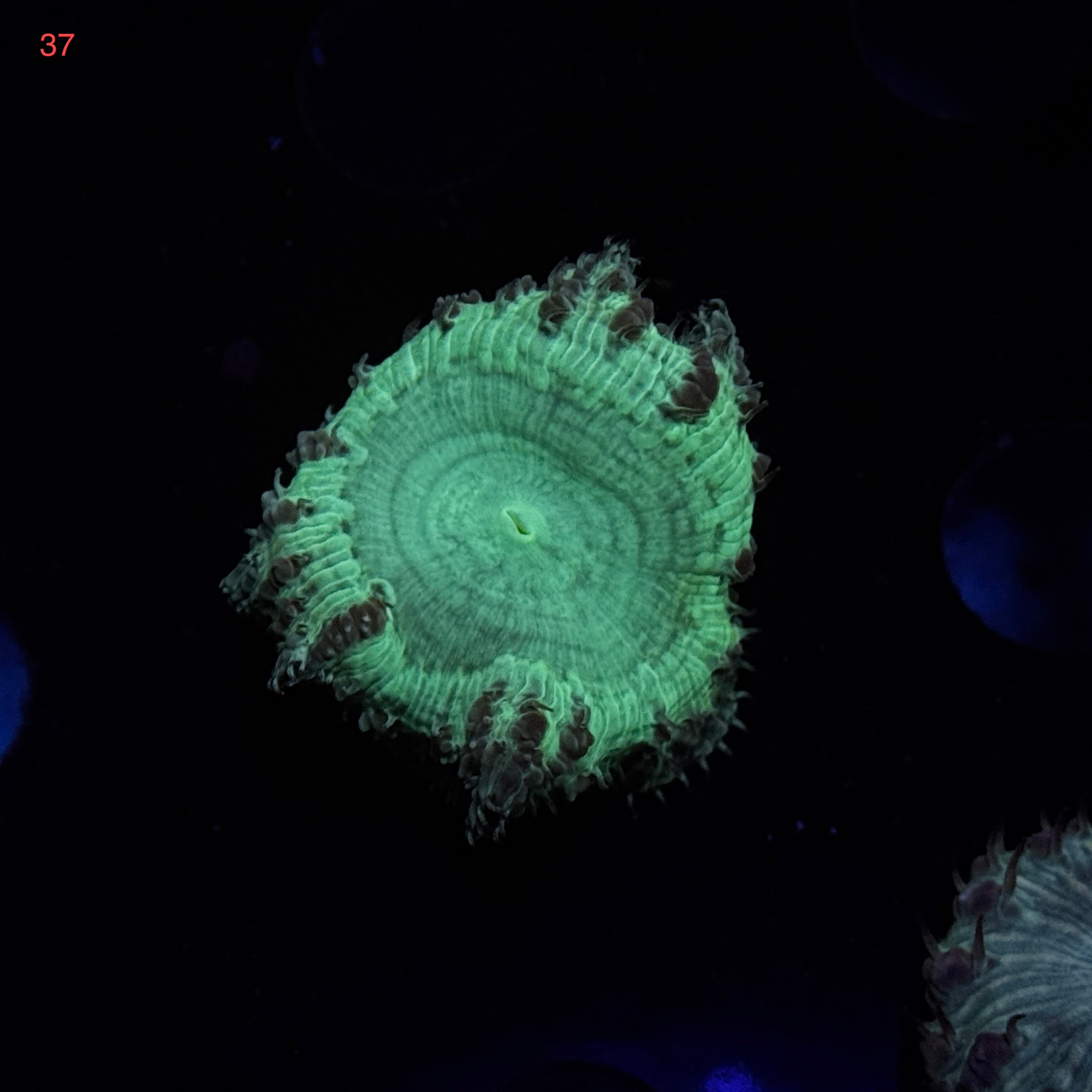 Neon Green Blastomussa Welsi