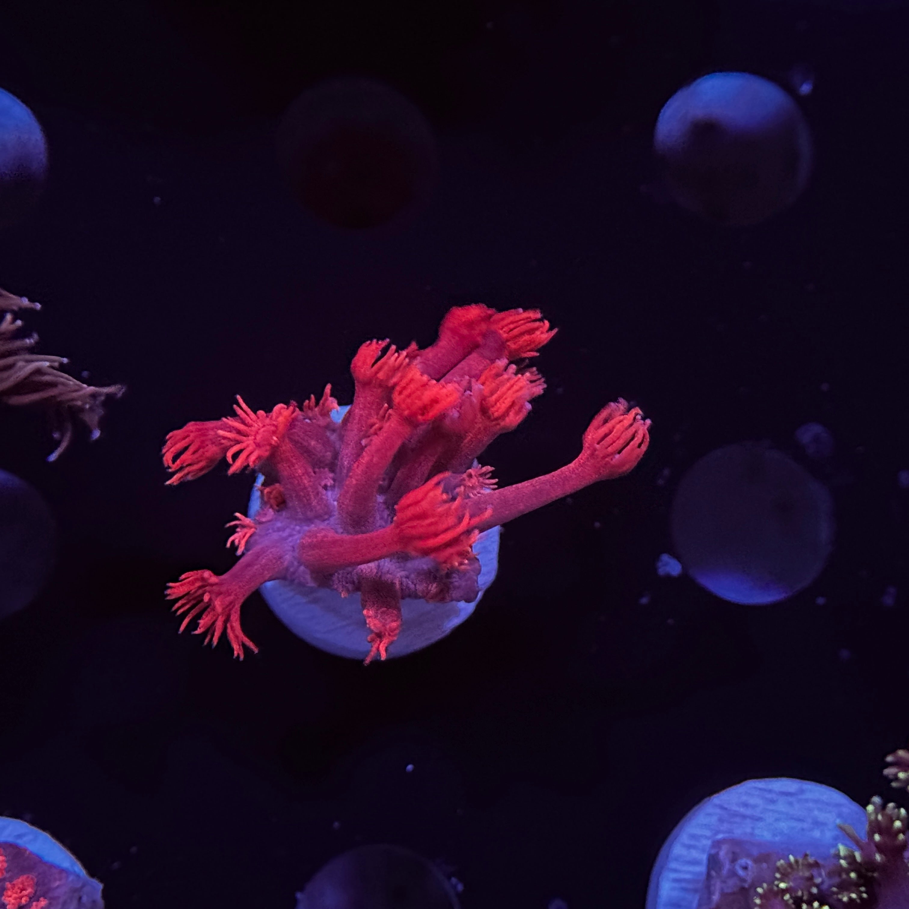 Red Goniopora