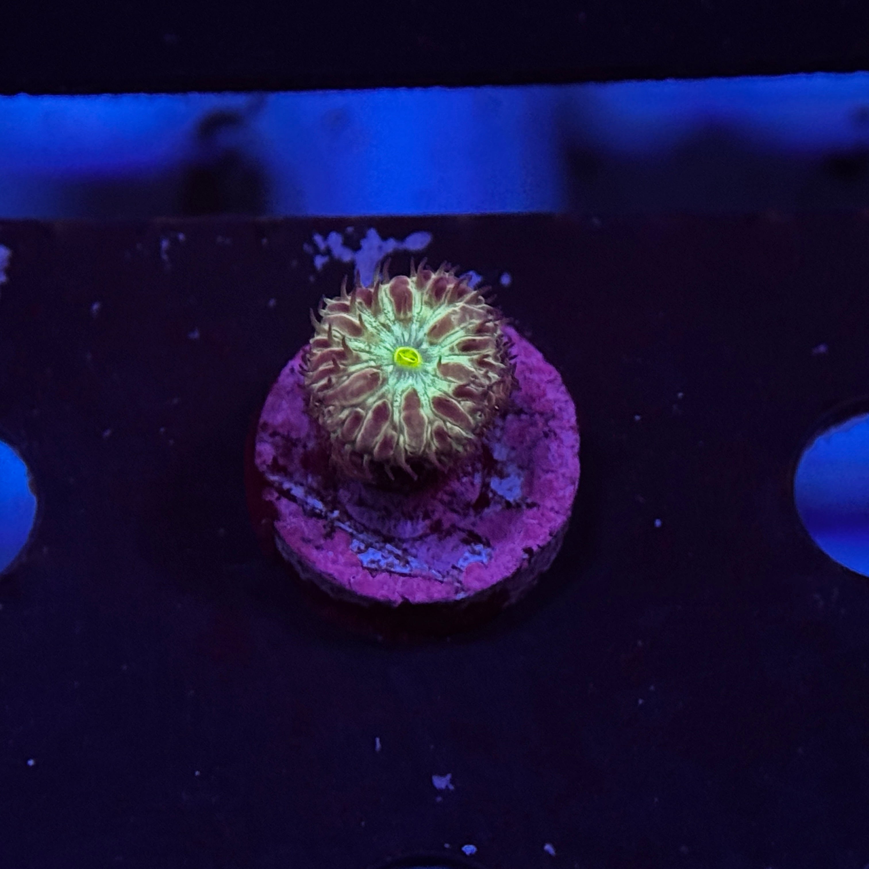 Bronze Blastomussa Merletti