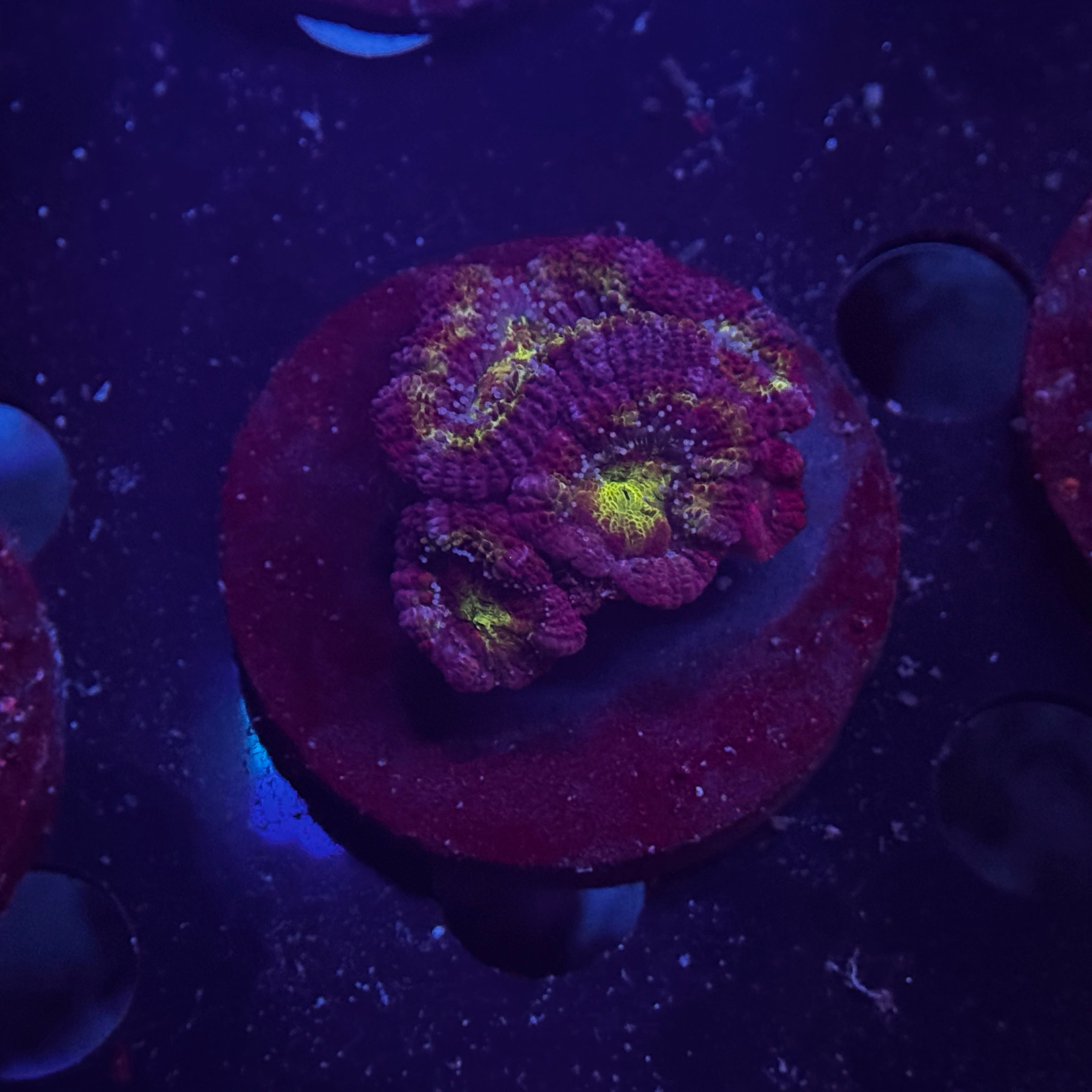 Rainbow Acan Lord