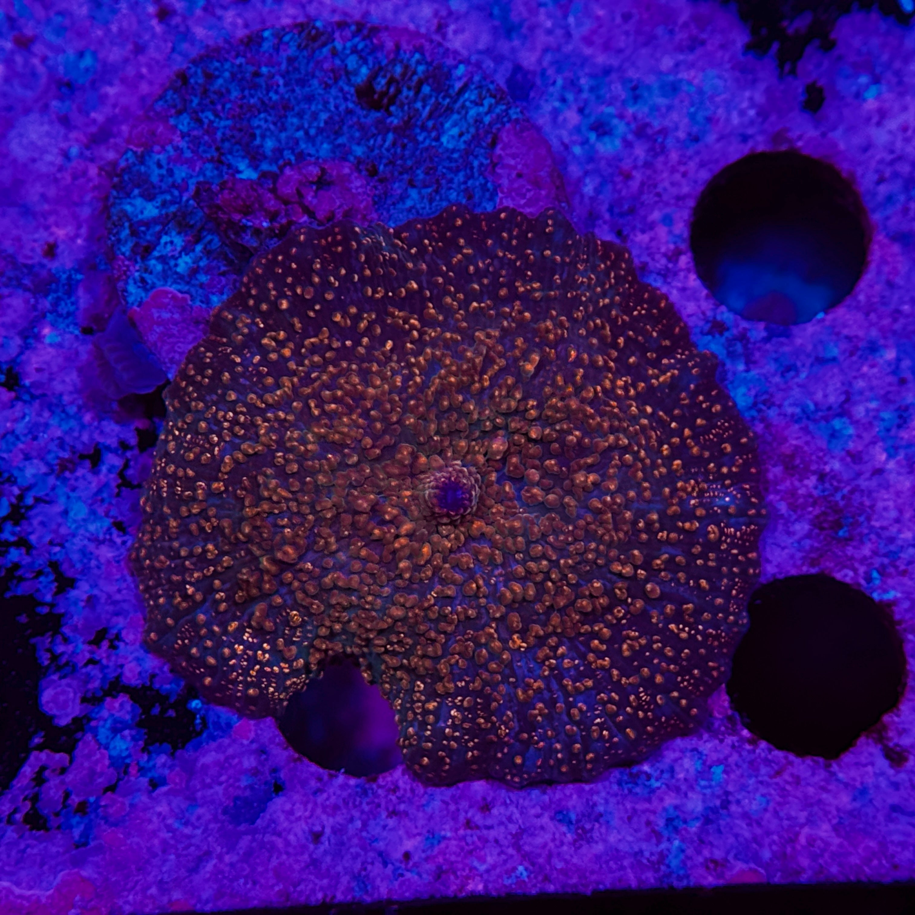 Speckled Candy Apple Discosoma Mushroom