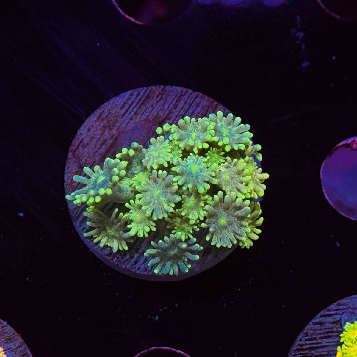 Nova Goniopora