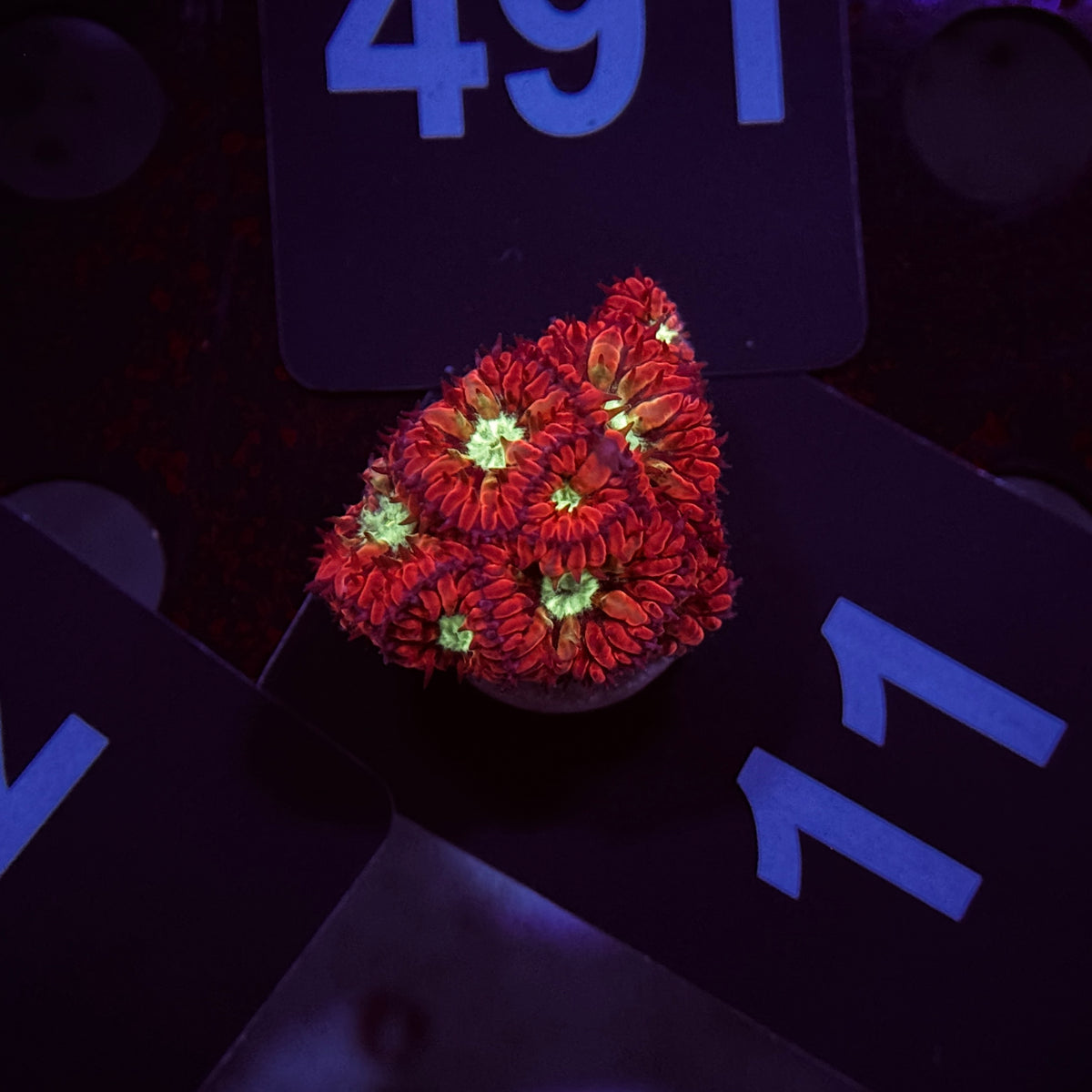 Red Blastomussa Merletti