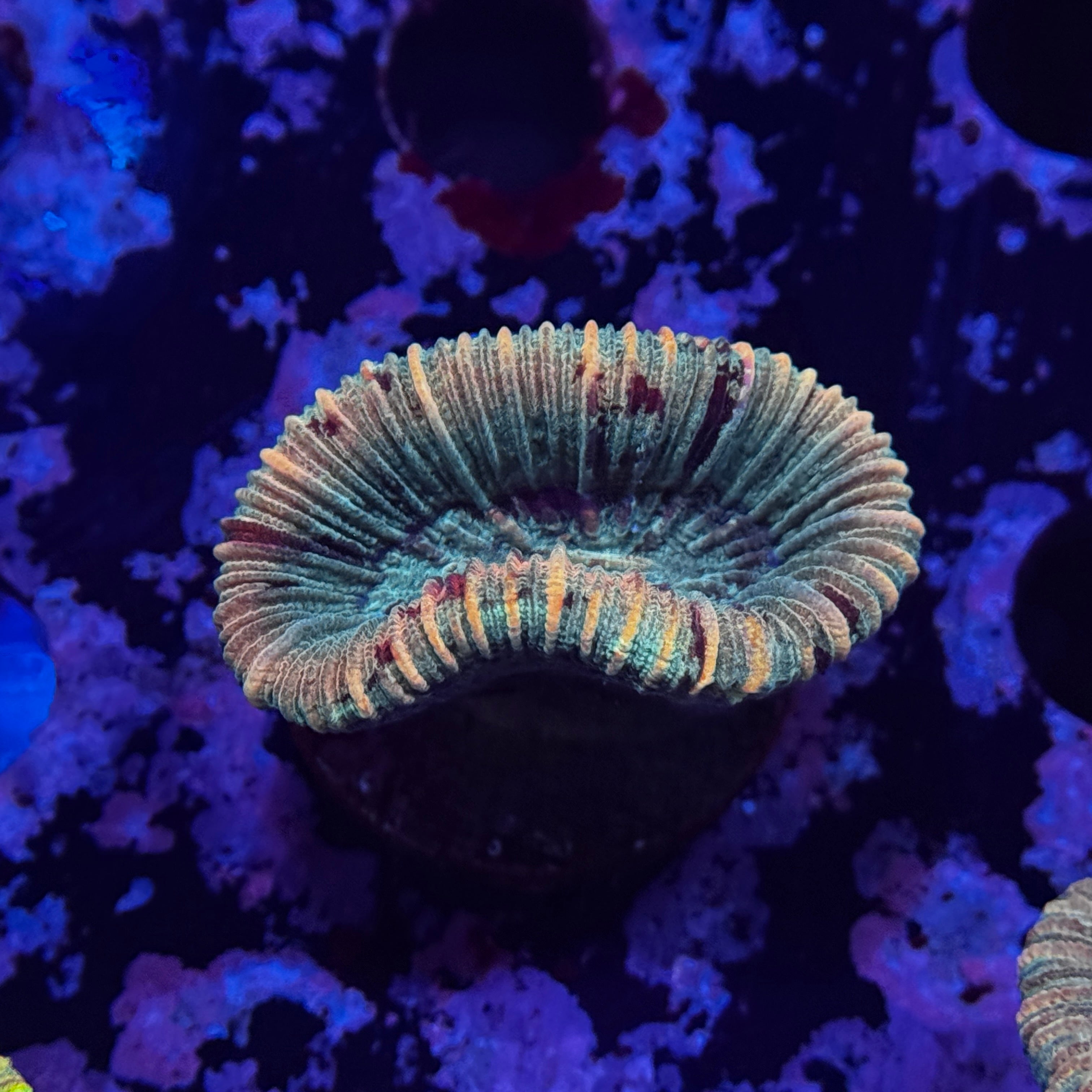 Rainbow Mini Trachy
