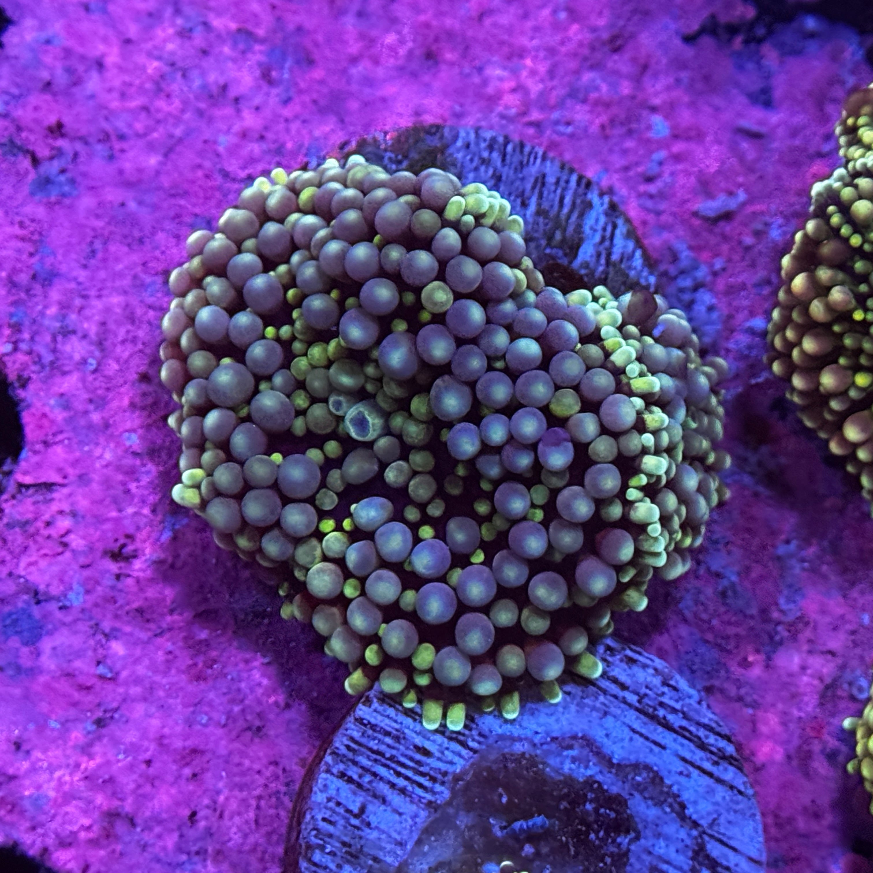 Belize Ricordea Mushroom