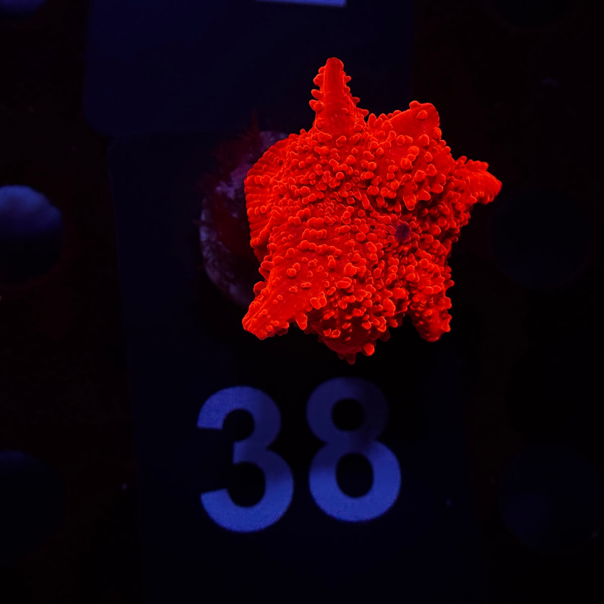 Neon Orange Rippled Discosoma Mushroom