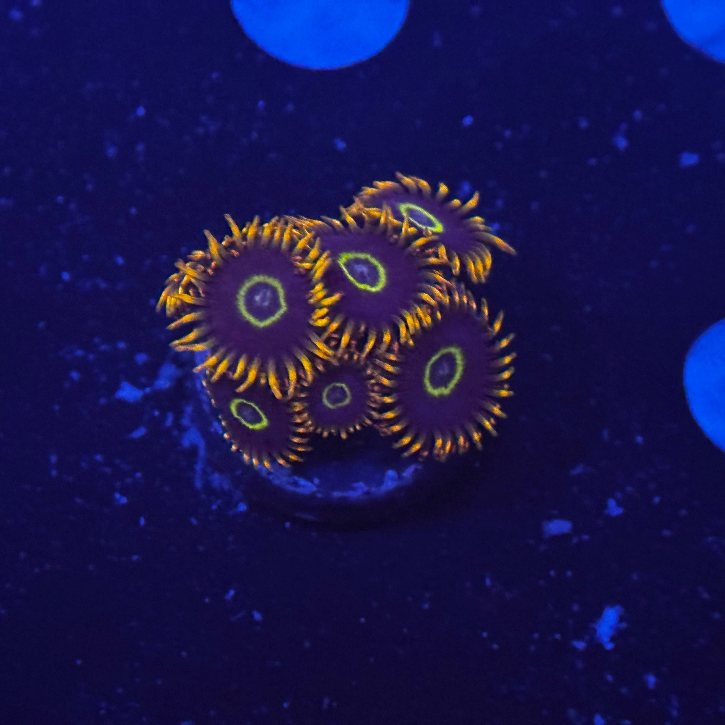 Rainbow Hornet Zoanthids