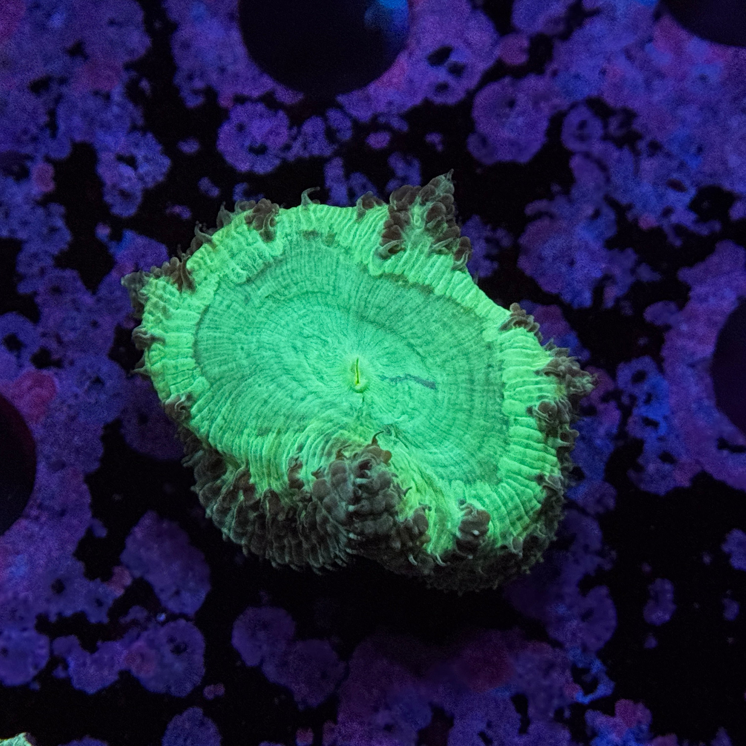 Toxic Emerald Blasto Welsi
