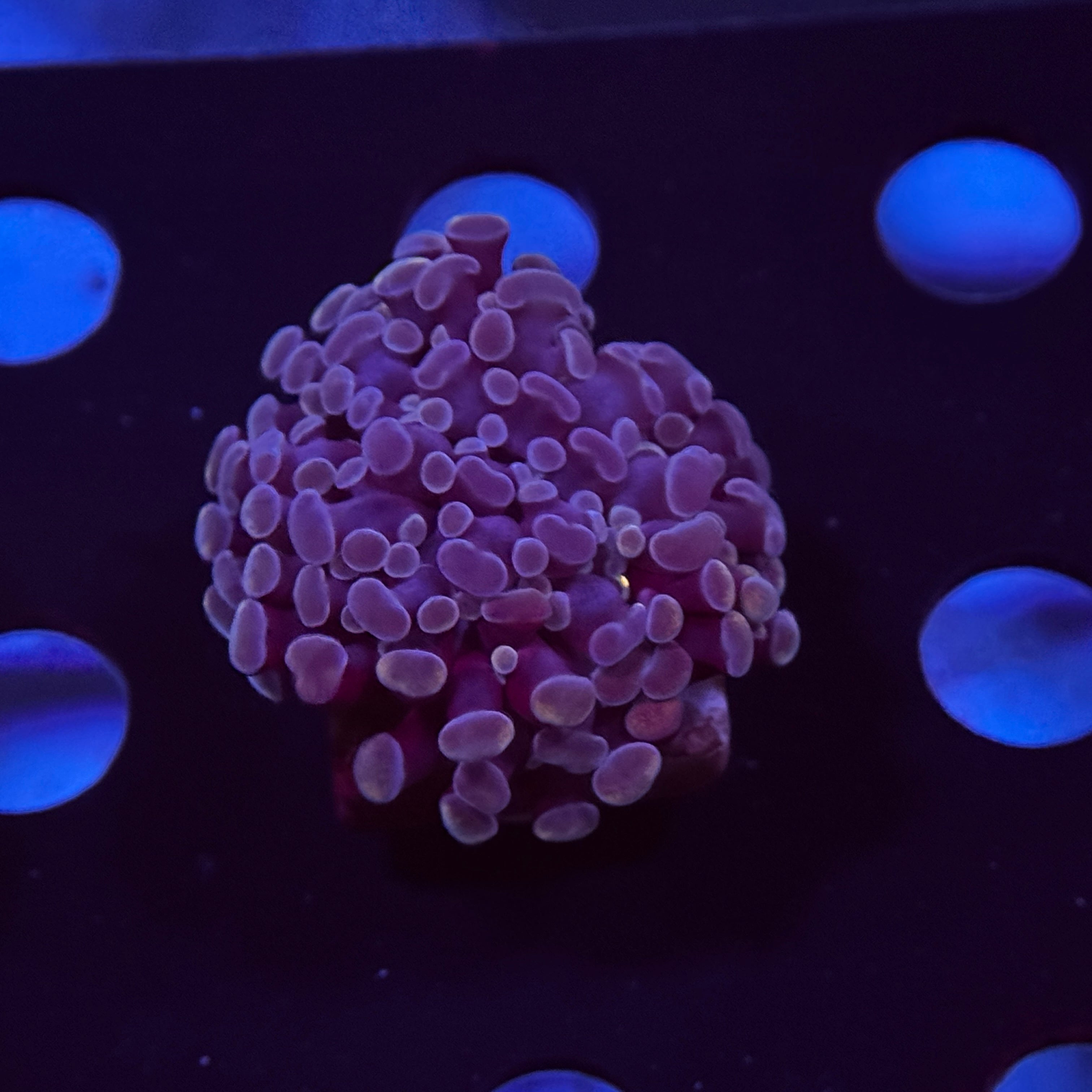 Purple Baby Kingspawn