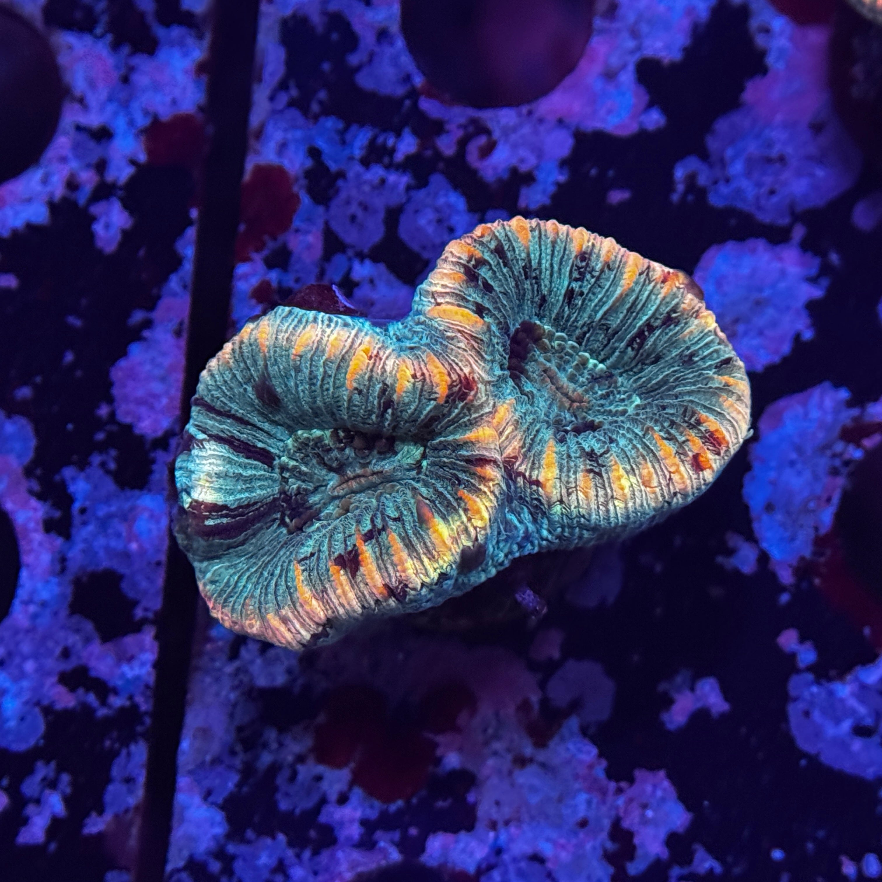 Rainbow Mini Trachy