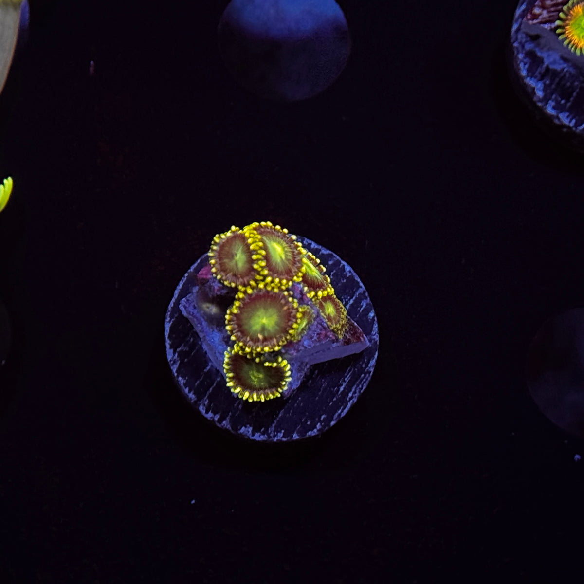 Zoanthids