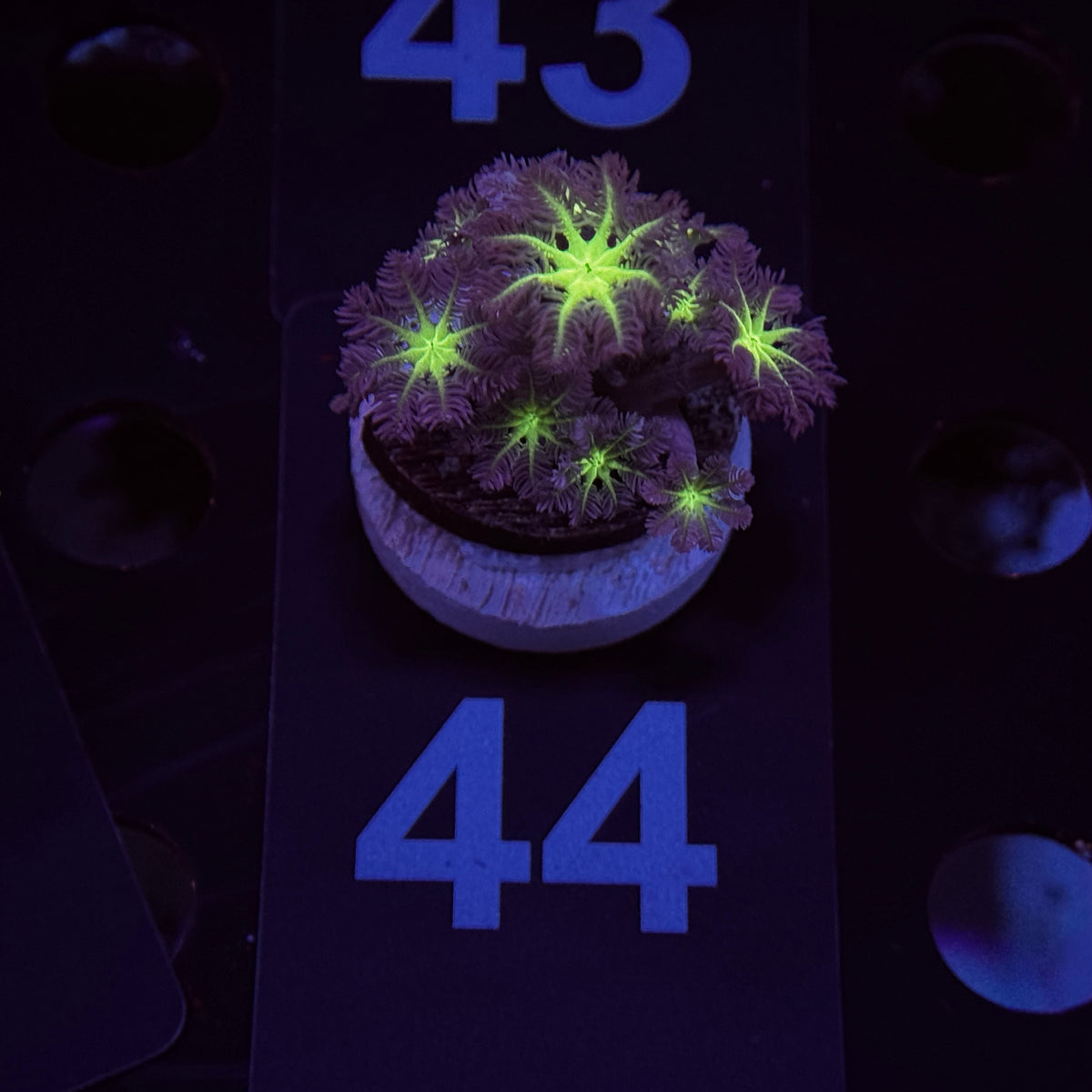 Neon Clove Polyps