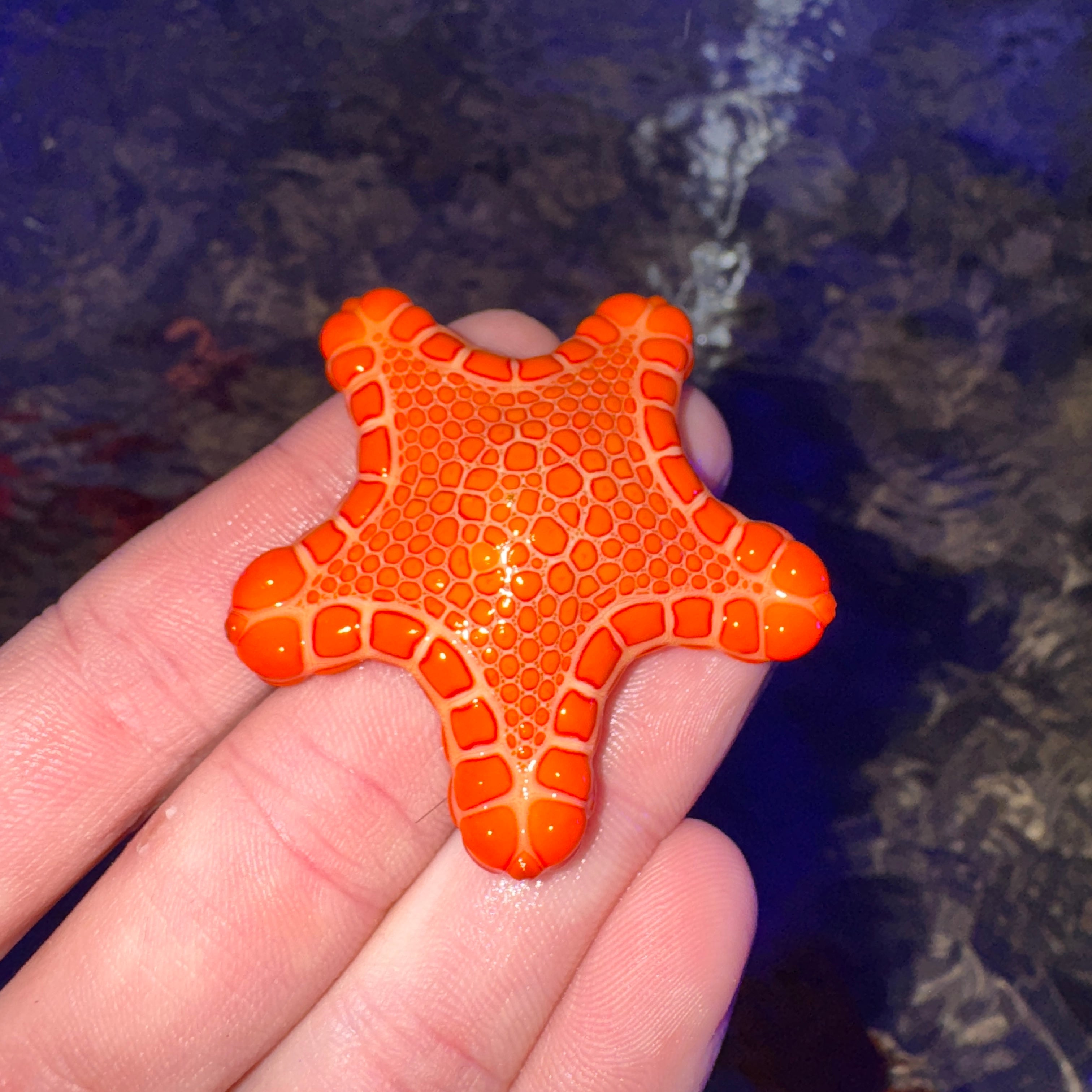 Australian Biscuit Sea Star
