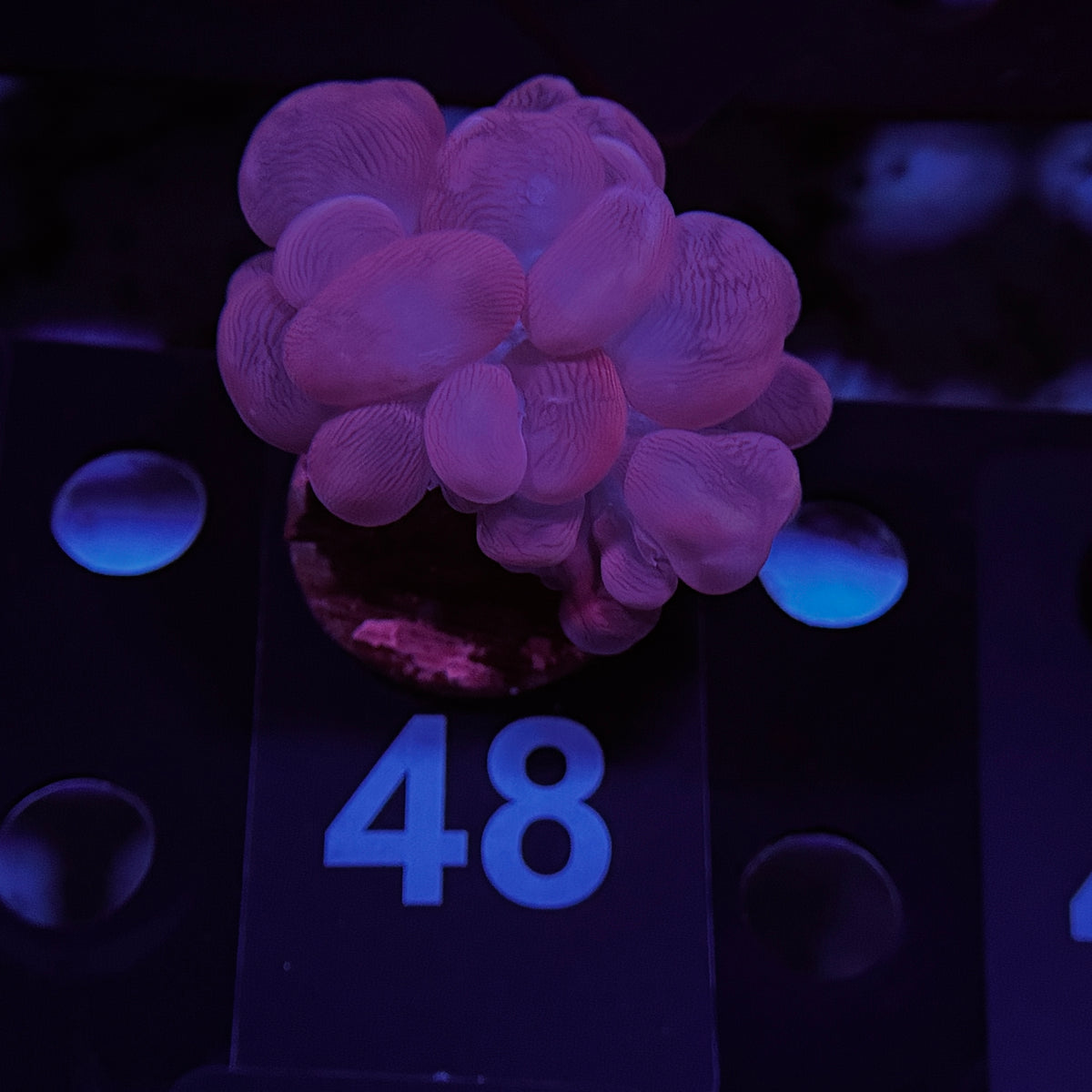 Pink Branching Bubble Coral