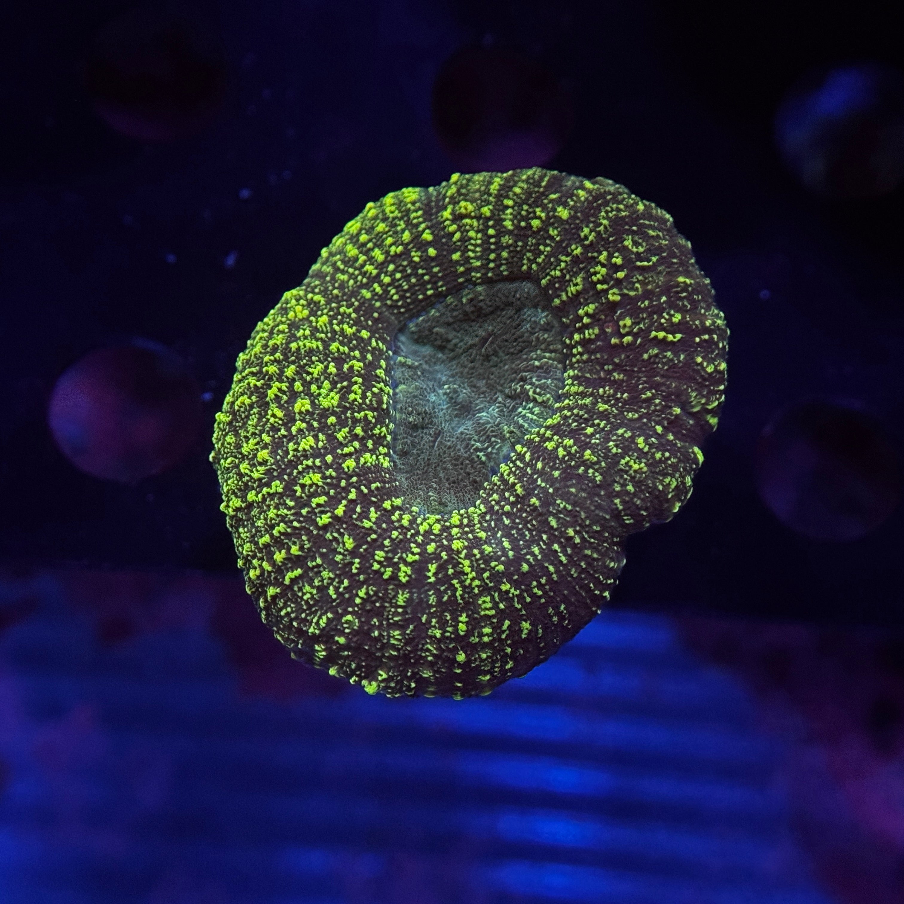 Toxic Green Lobophyllia