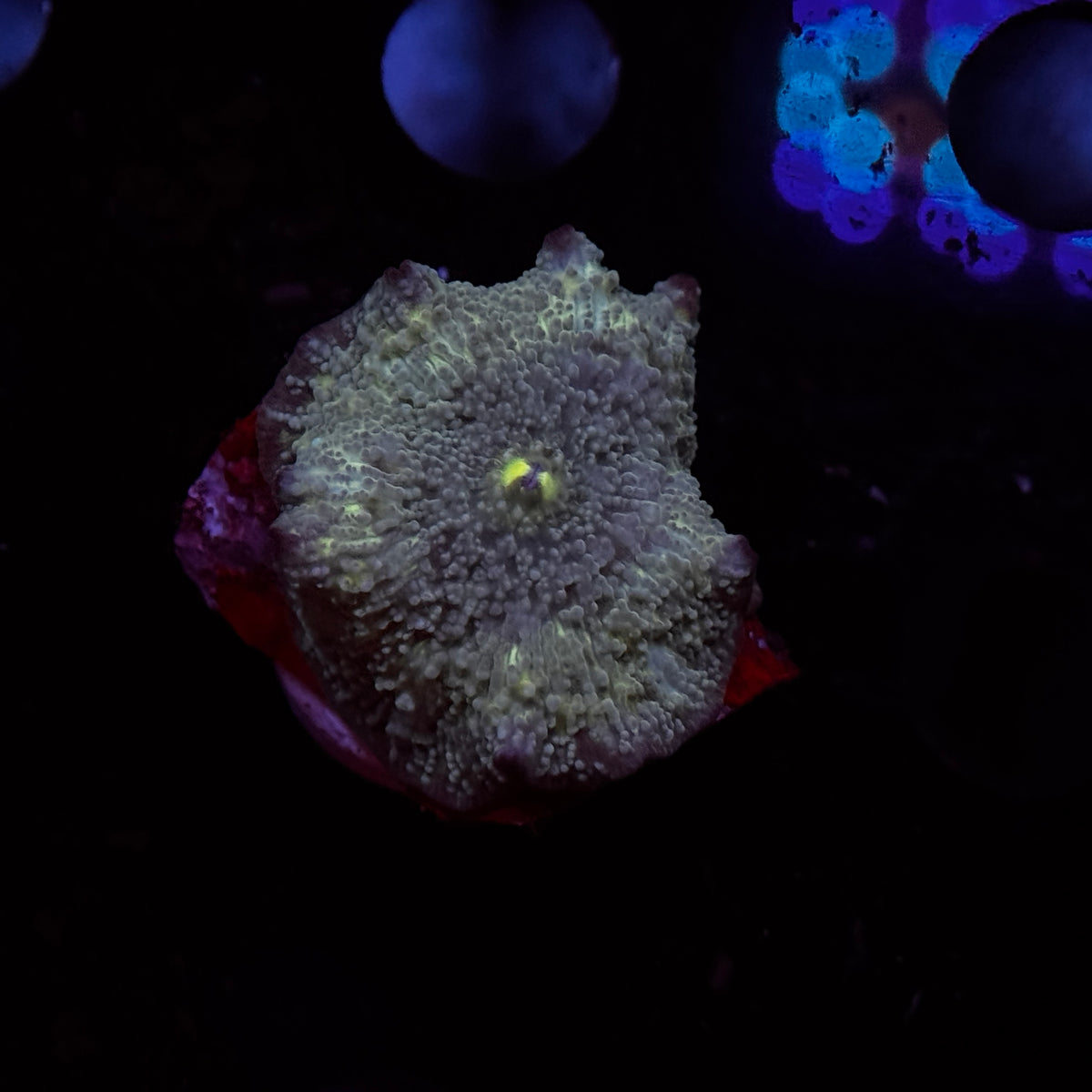 Shreks Swamp Discosoma Mushroom