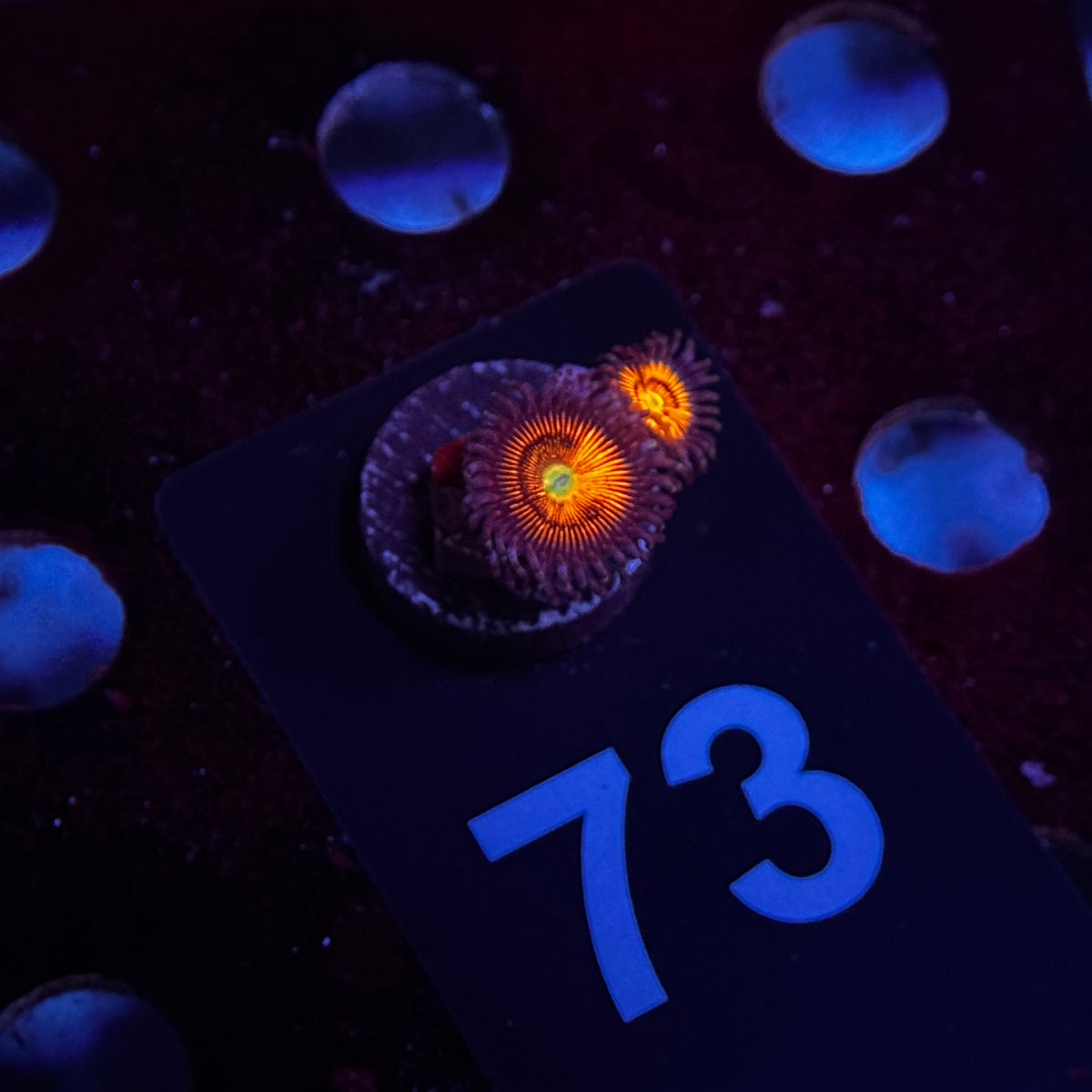Zoanthids