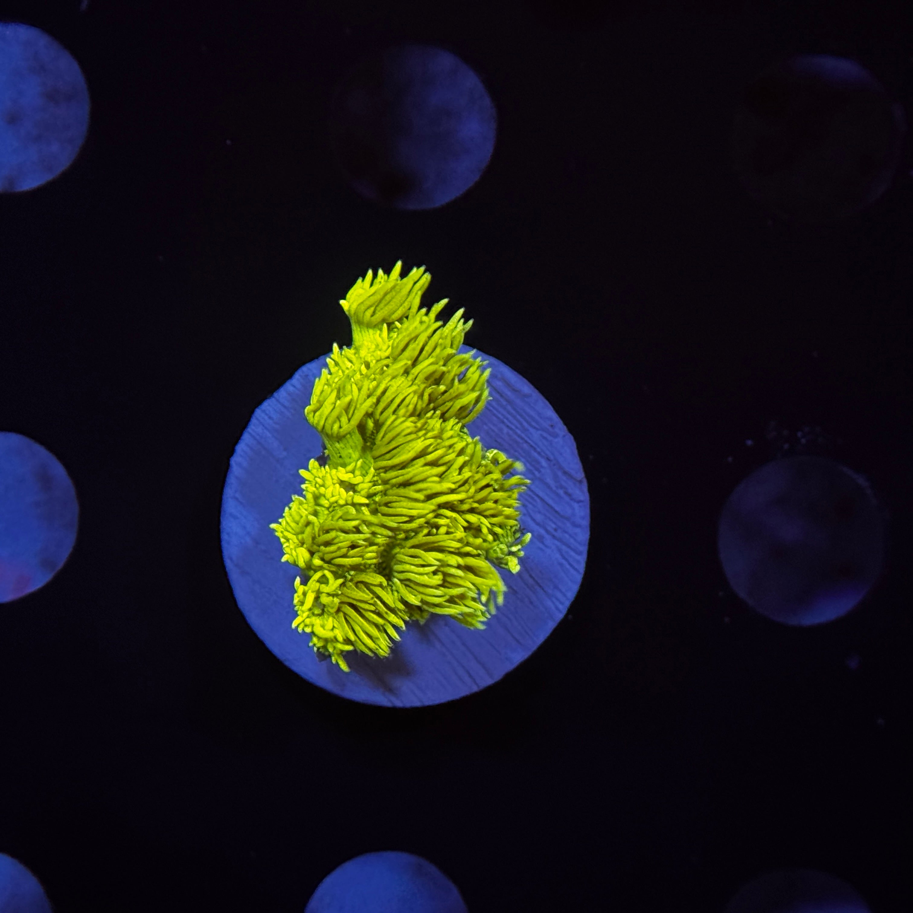 Ultra Highlighter Goniopora