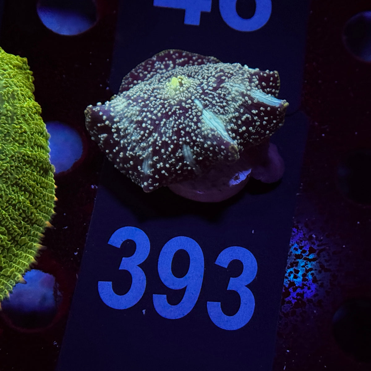Cosmic Stardust Discosoma Mushroom