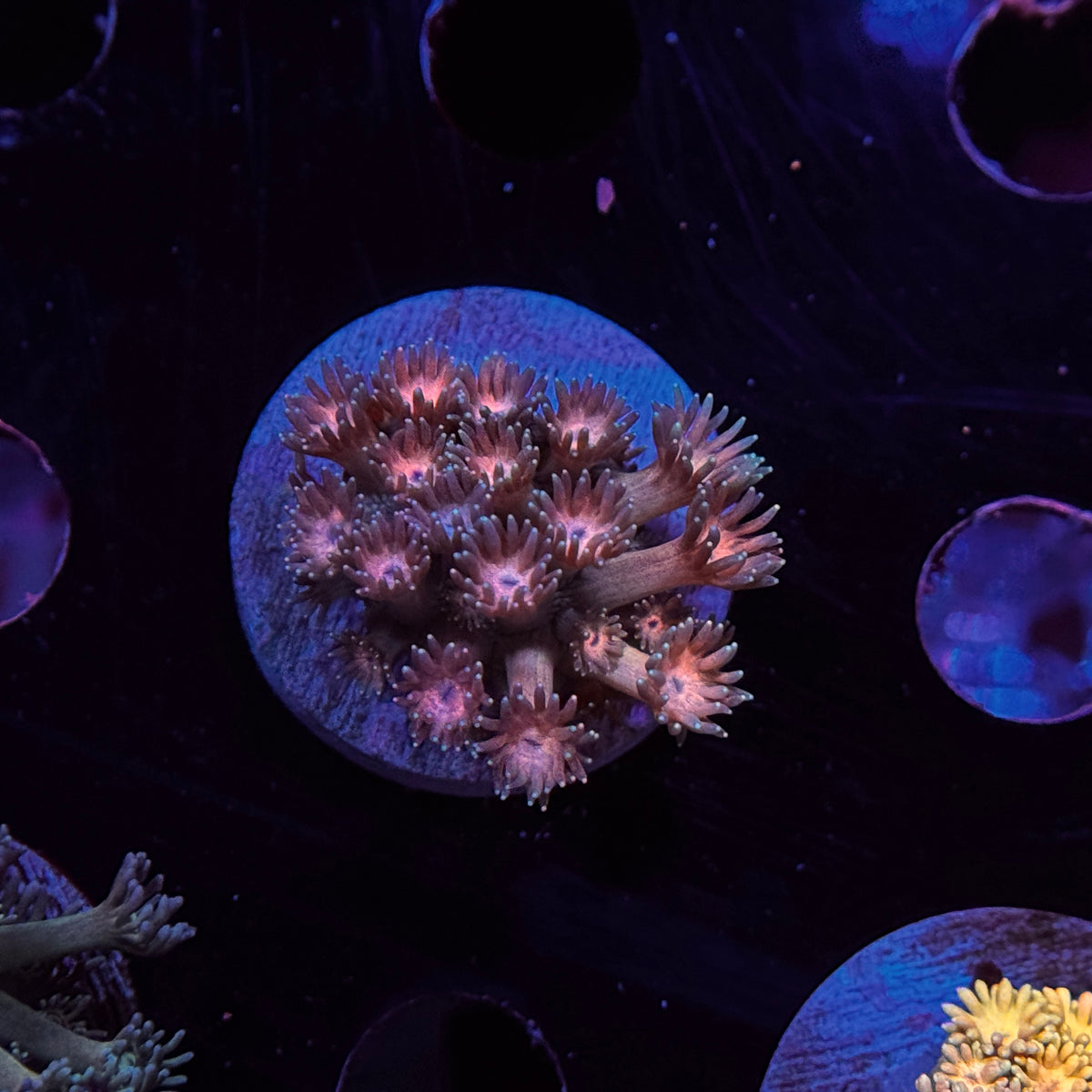 Rainbow Goniopora