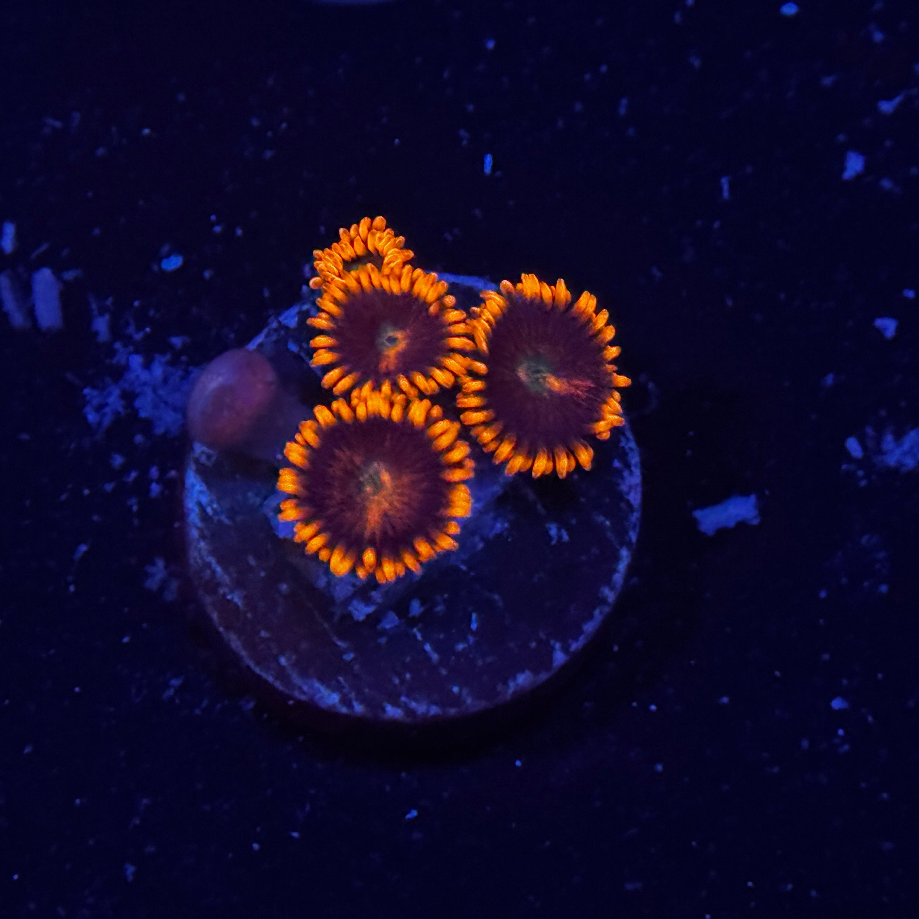 GC Confused Fireballs Zoanthids