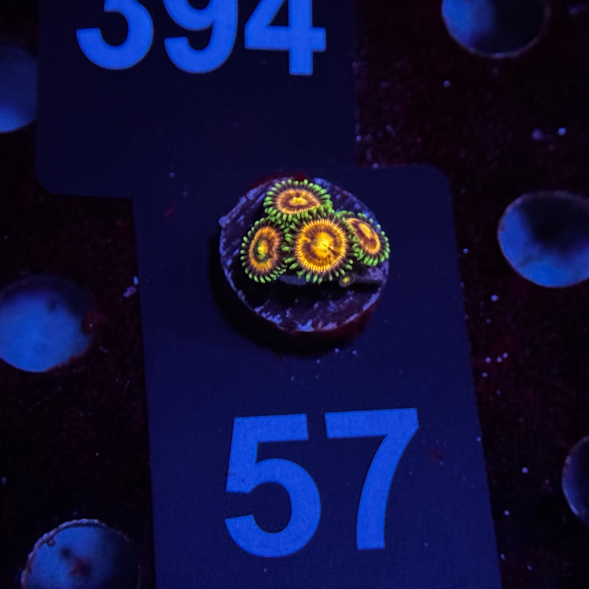Zoanthids