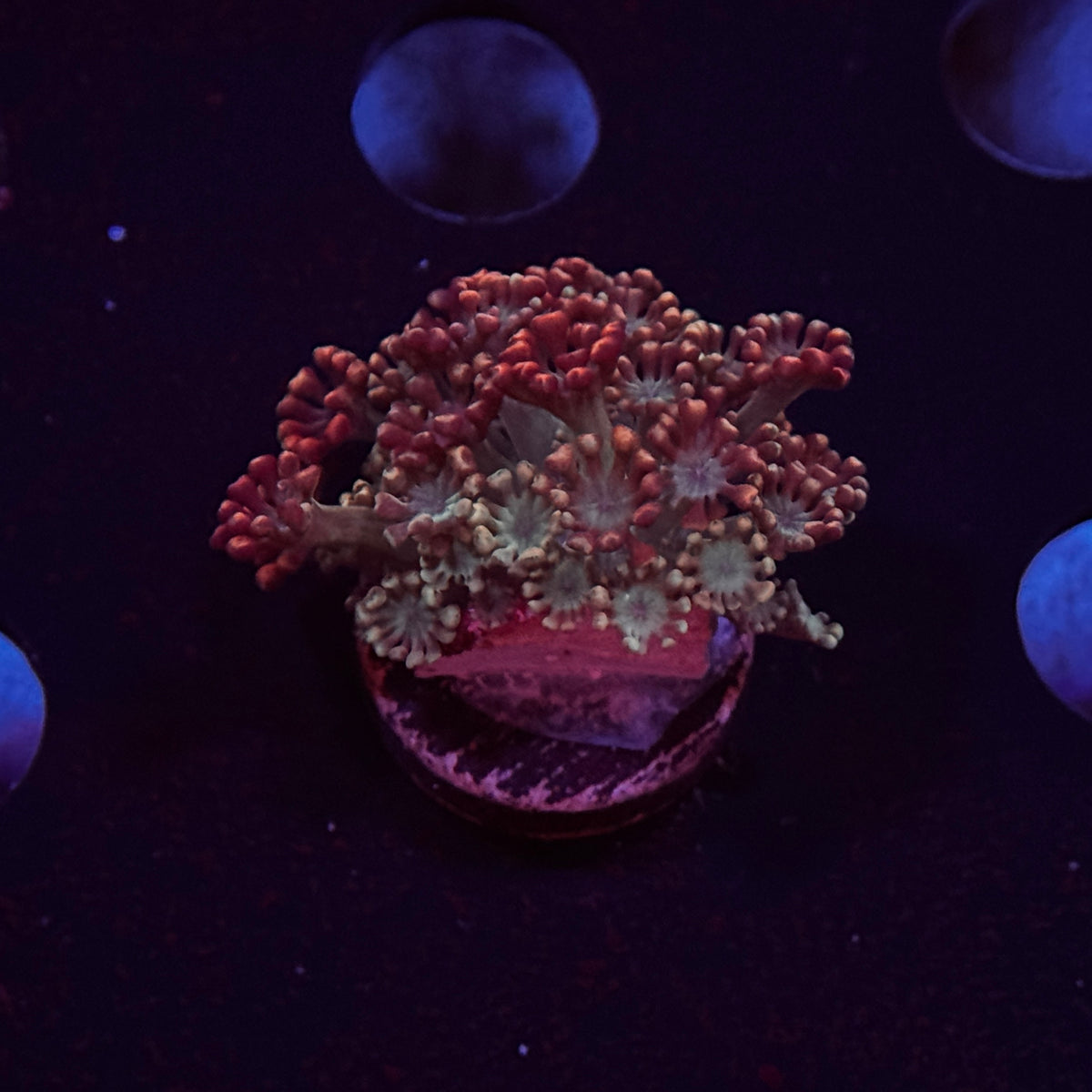 OG Spooky Pumpkin Alveopora