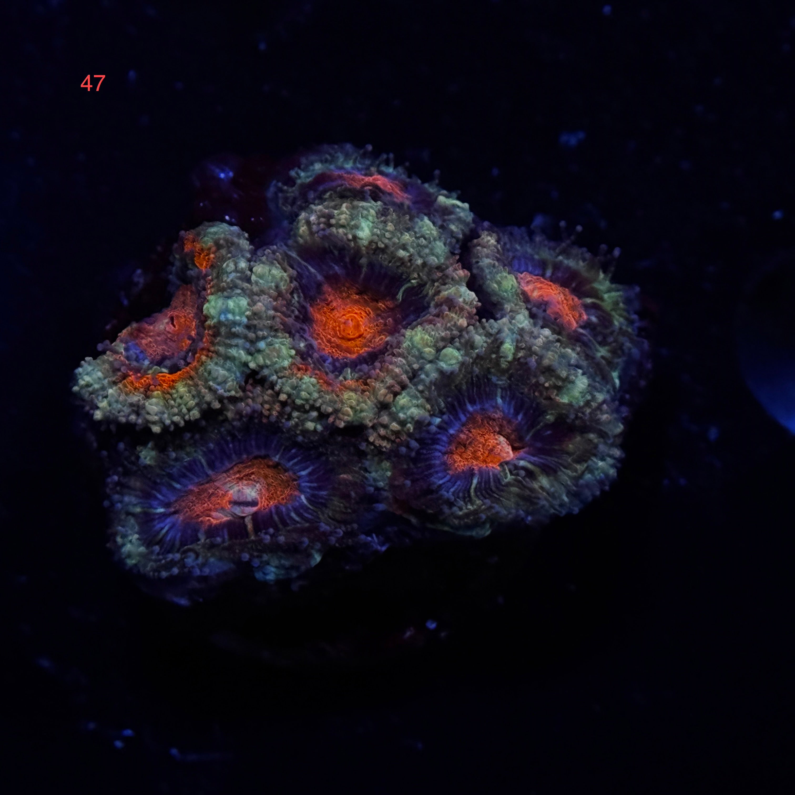 Red Acan Lord