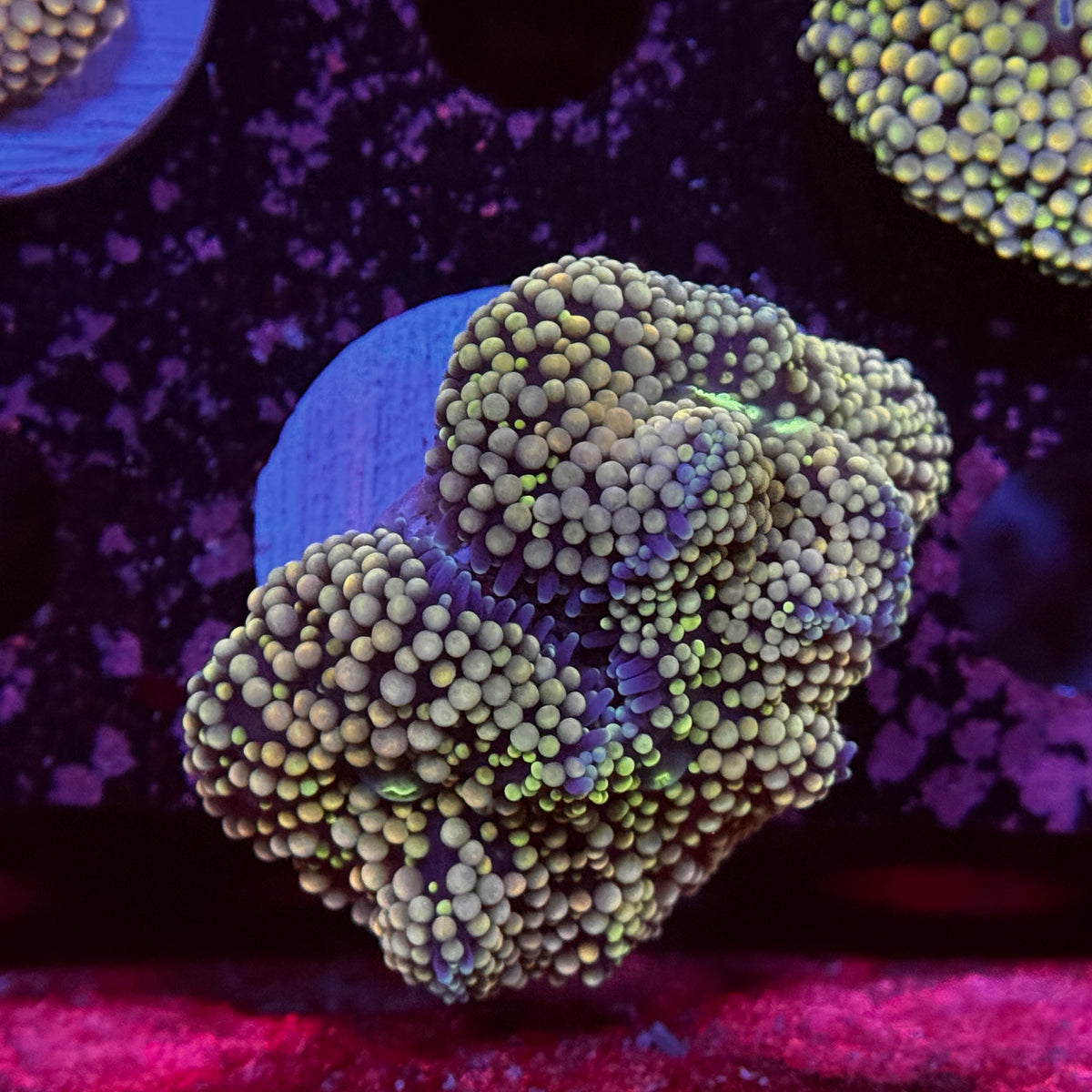 Rainbow Ricordea Mushroom