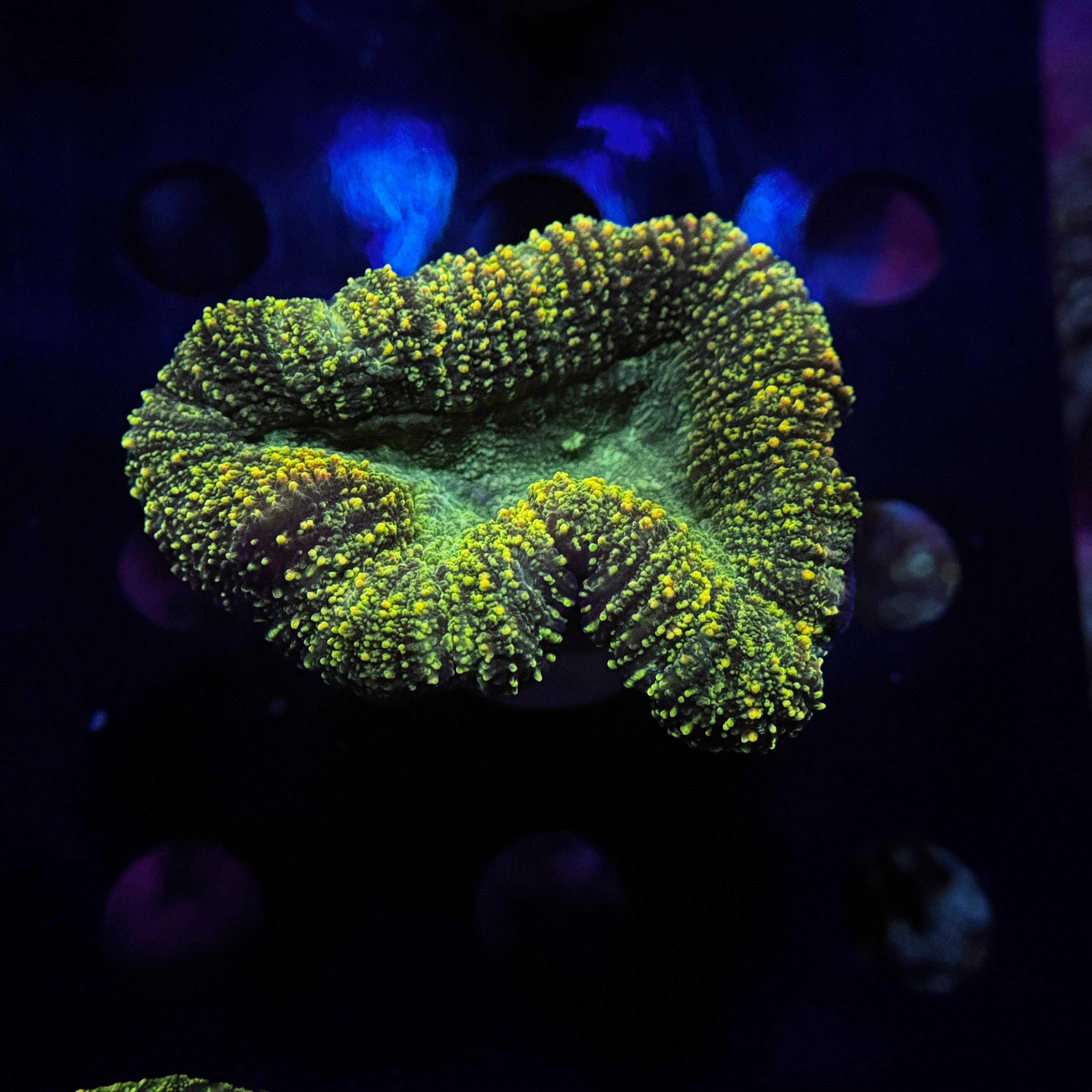 Toxic Green Lobophyllia