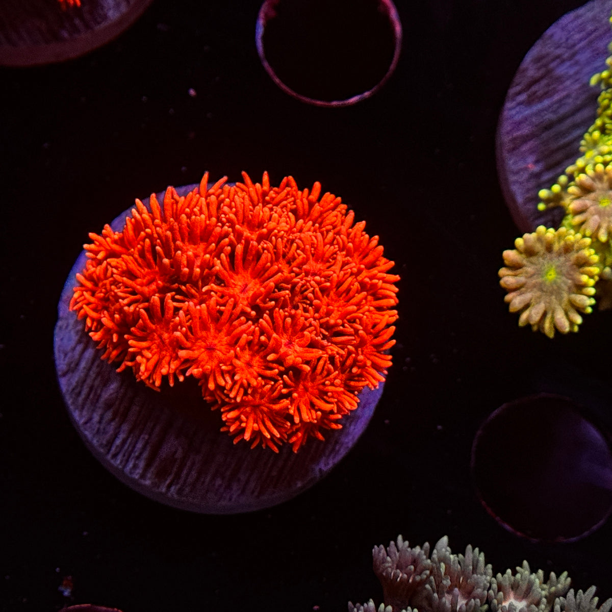 Shirley Temple Goniopora