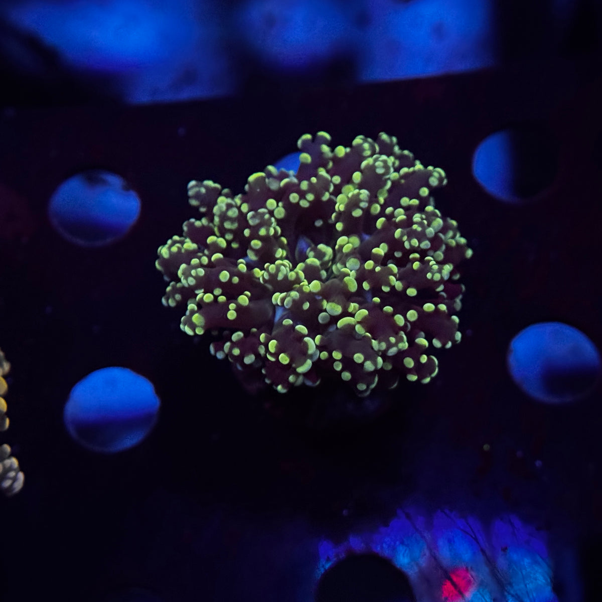 Green Octospawn