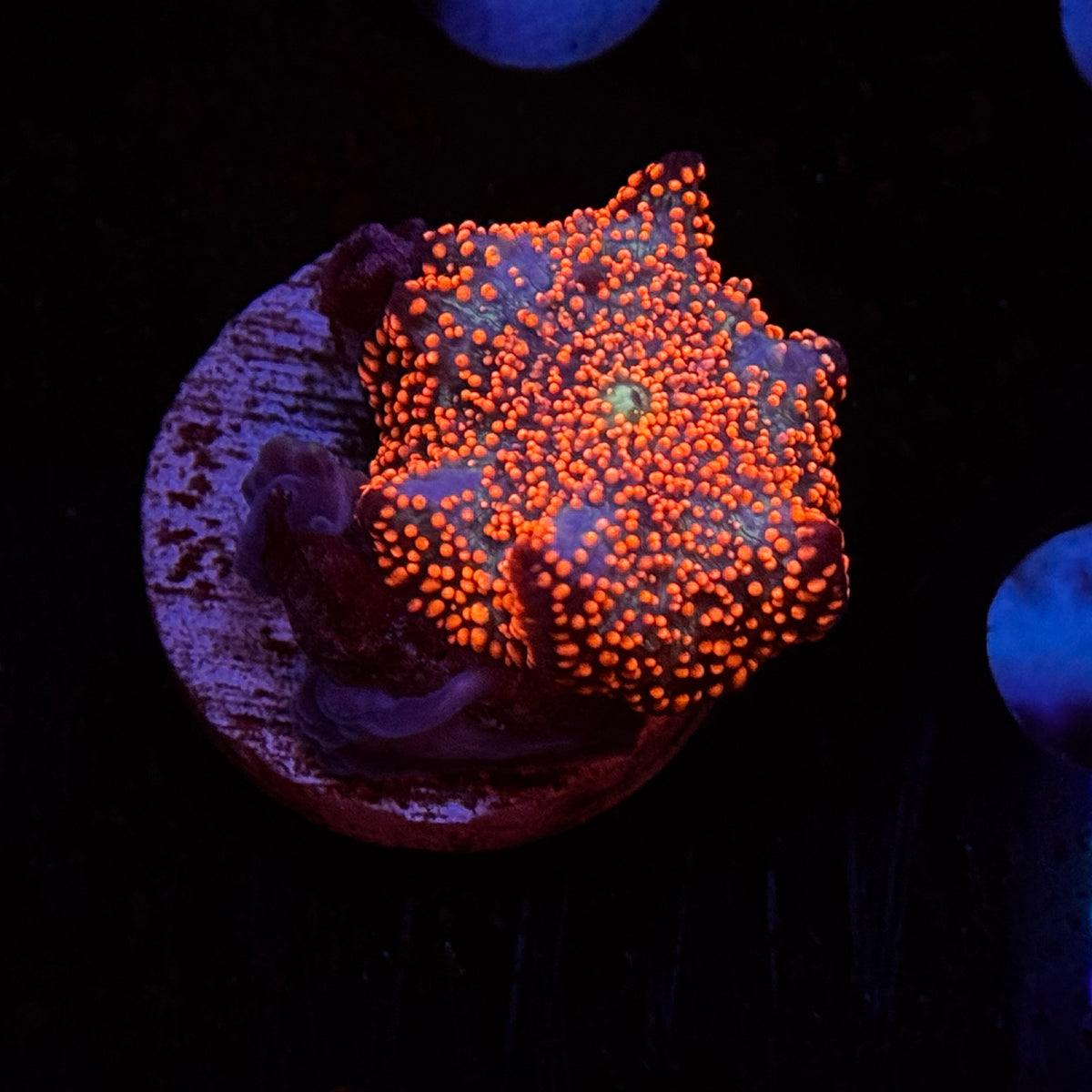 Pink Interstellar Mushroom