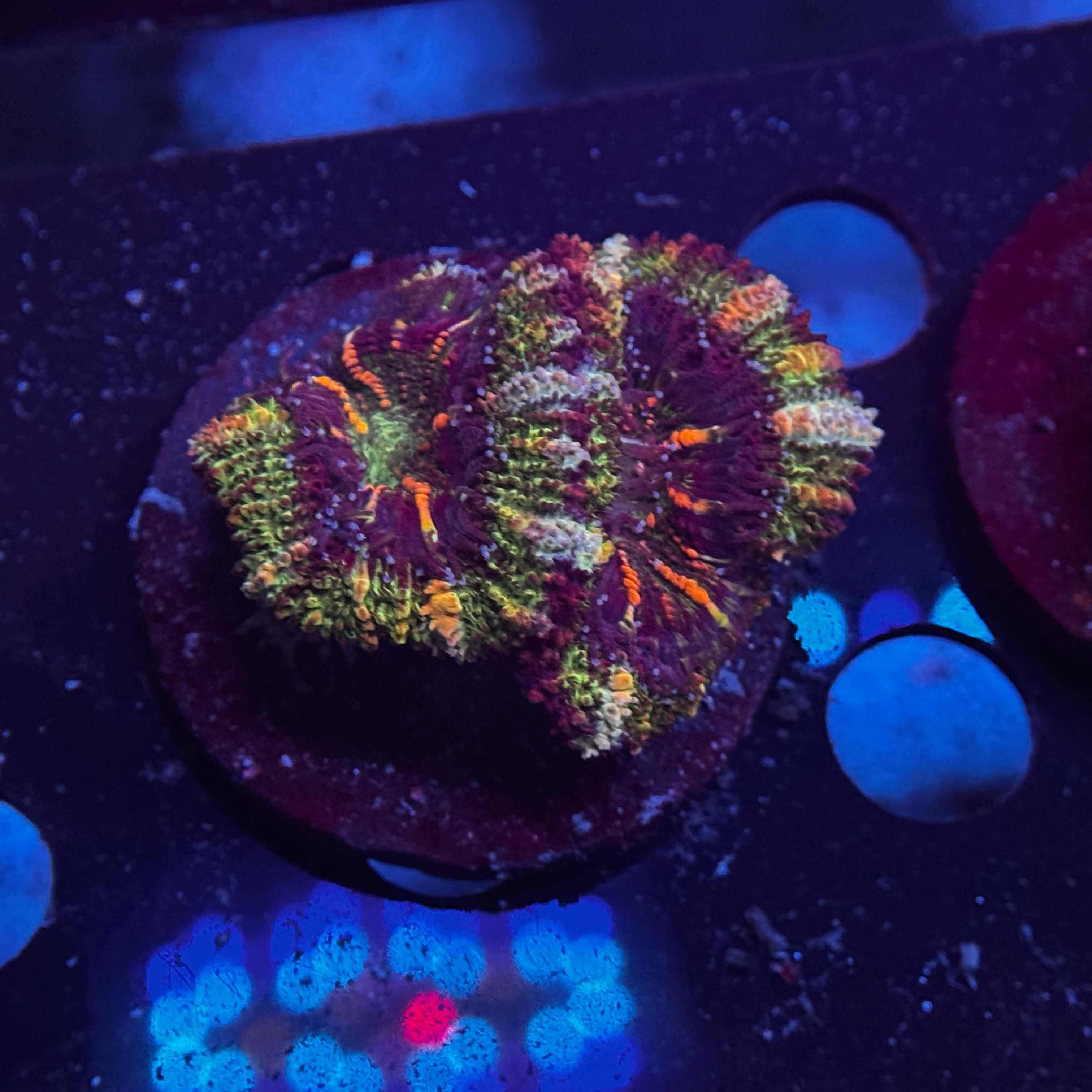 Rainbow Acan Lord