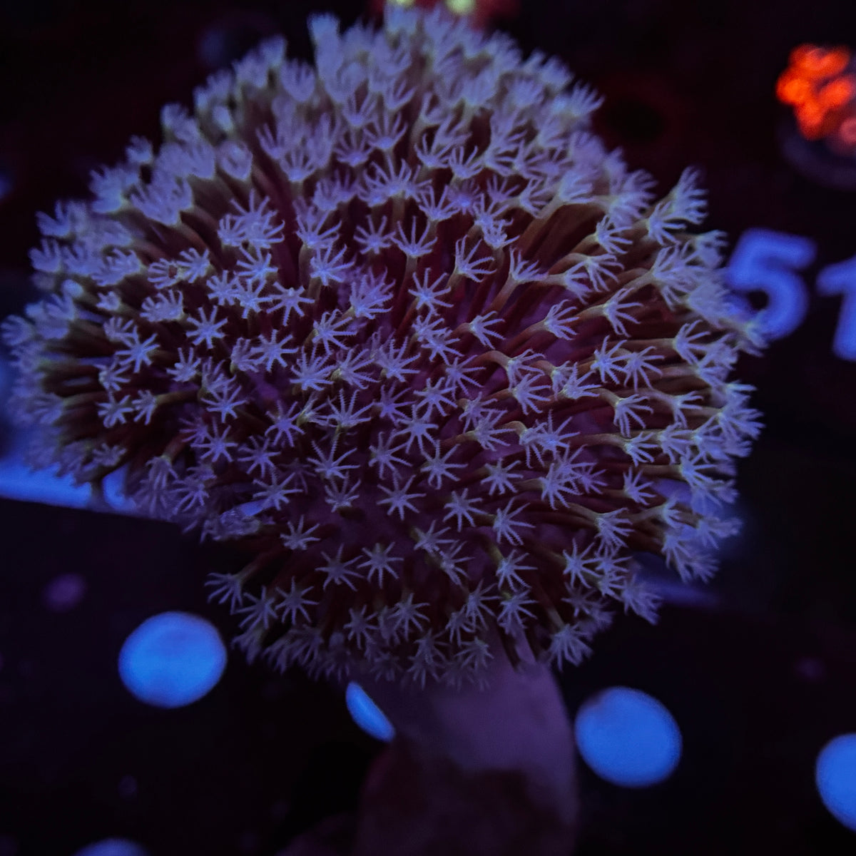 4" Discoball Toadstool Leather