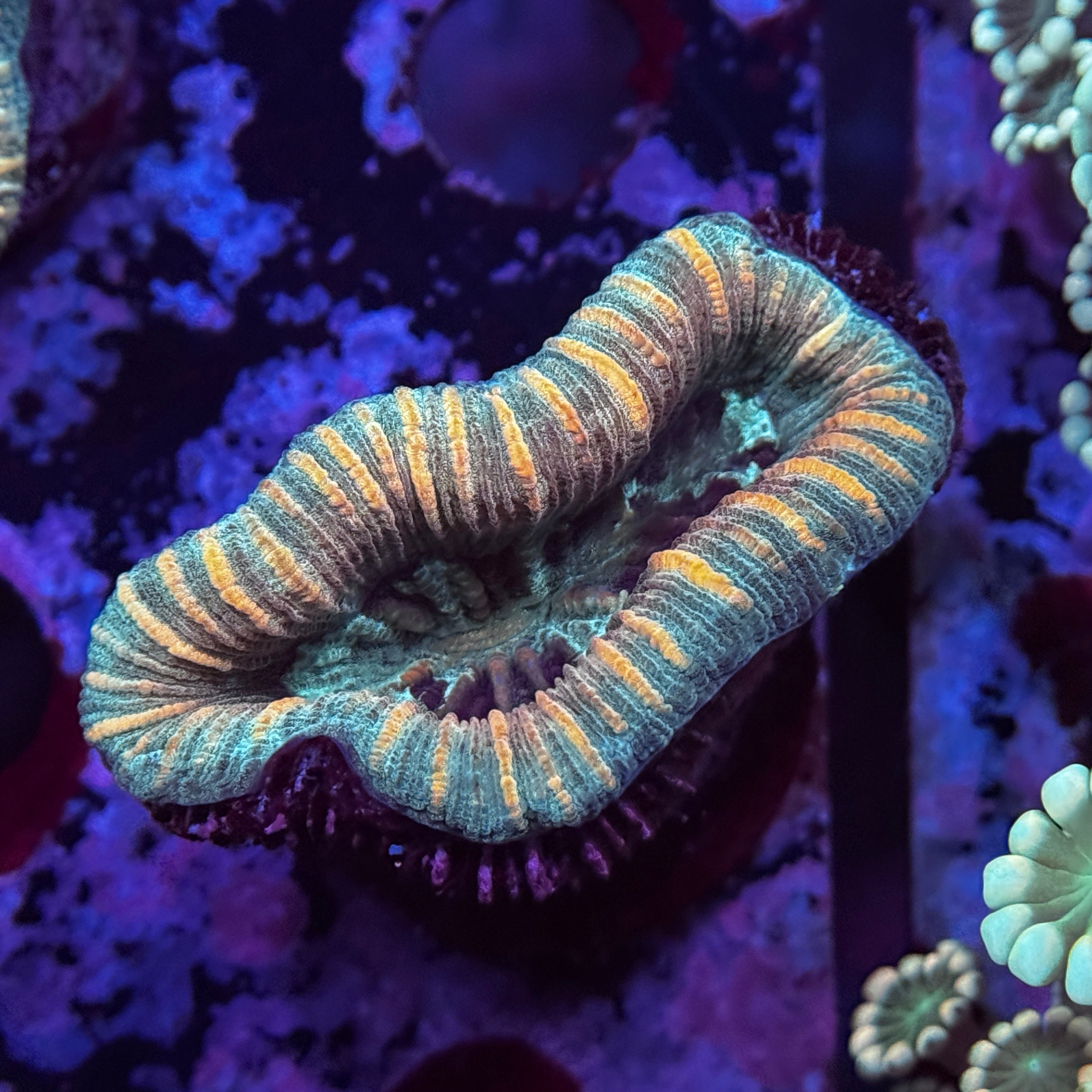 Rainbow Mini Trachy