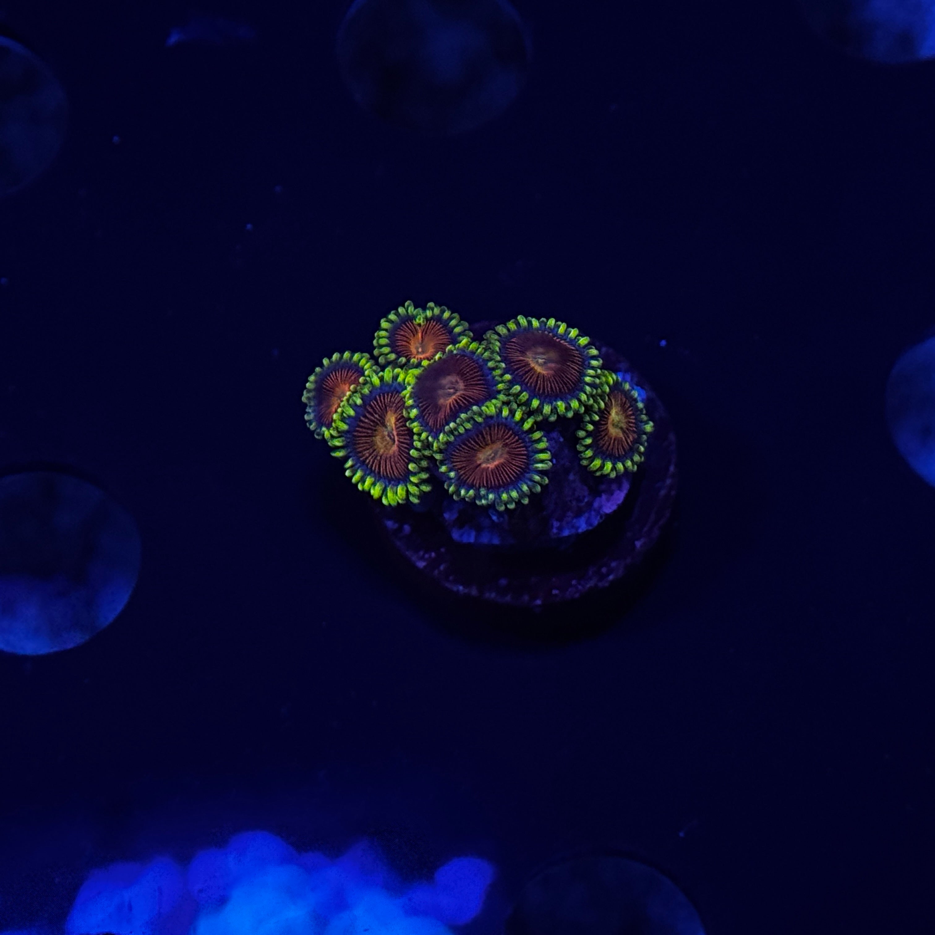 Whammin Watermellon Zoanthids