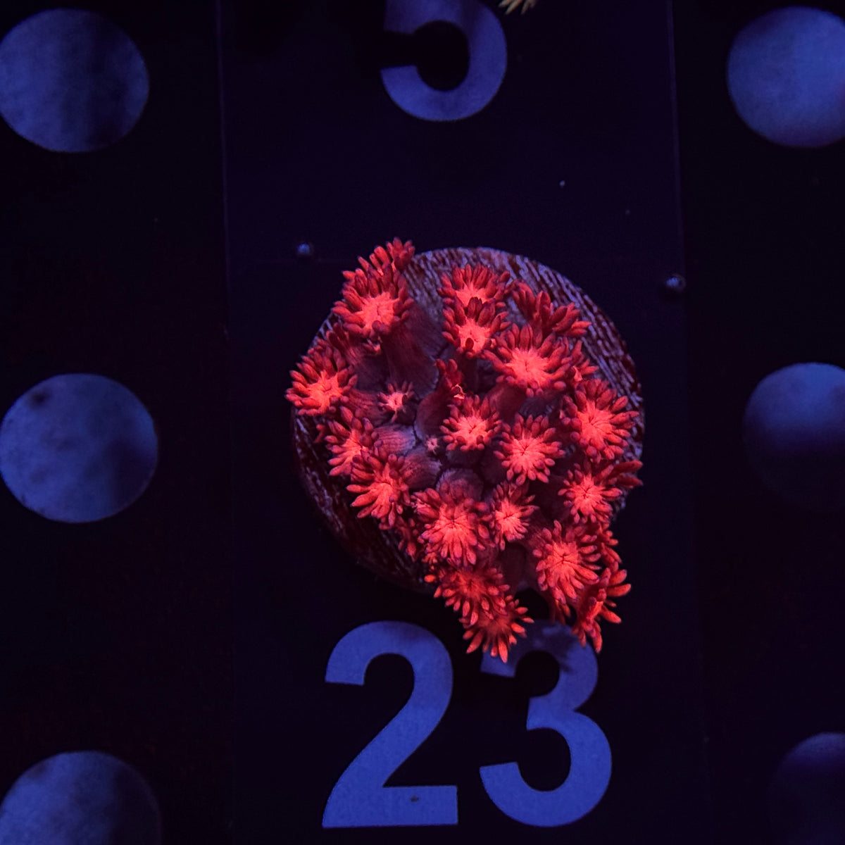 Ruby Red Goniopora