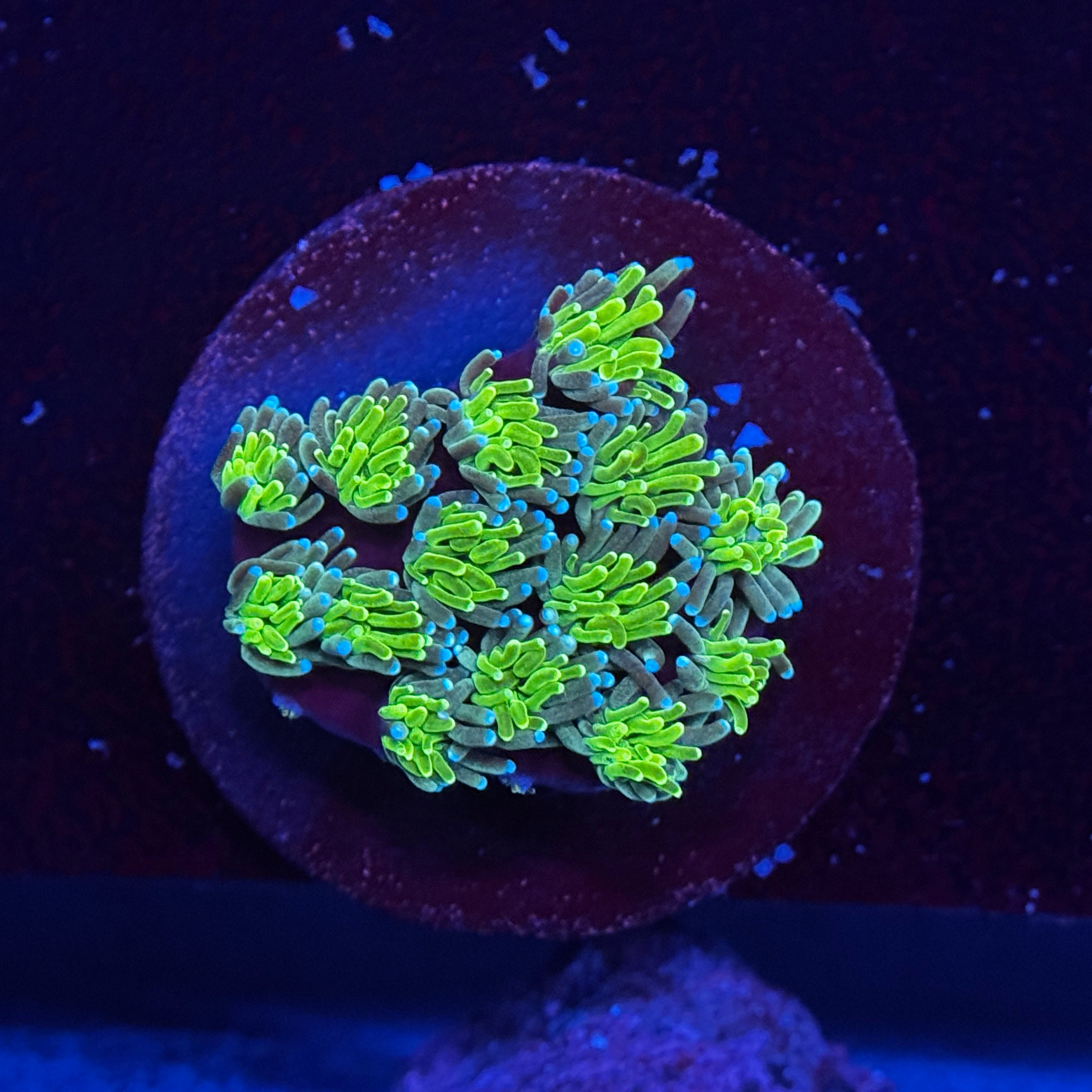 Green Galaxia