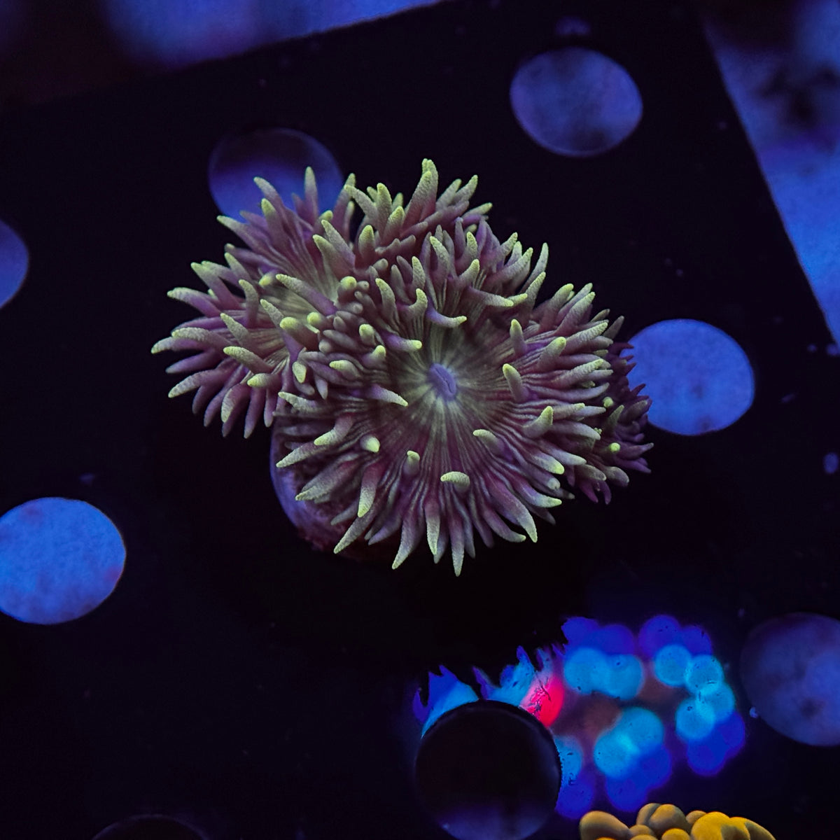 Purple Duncan