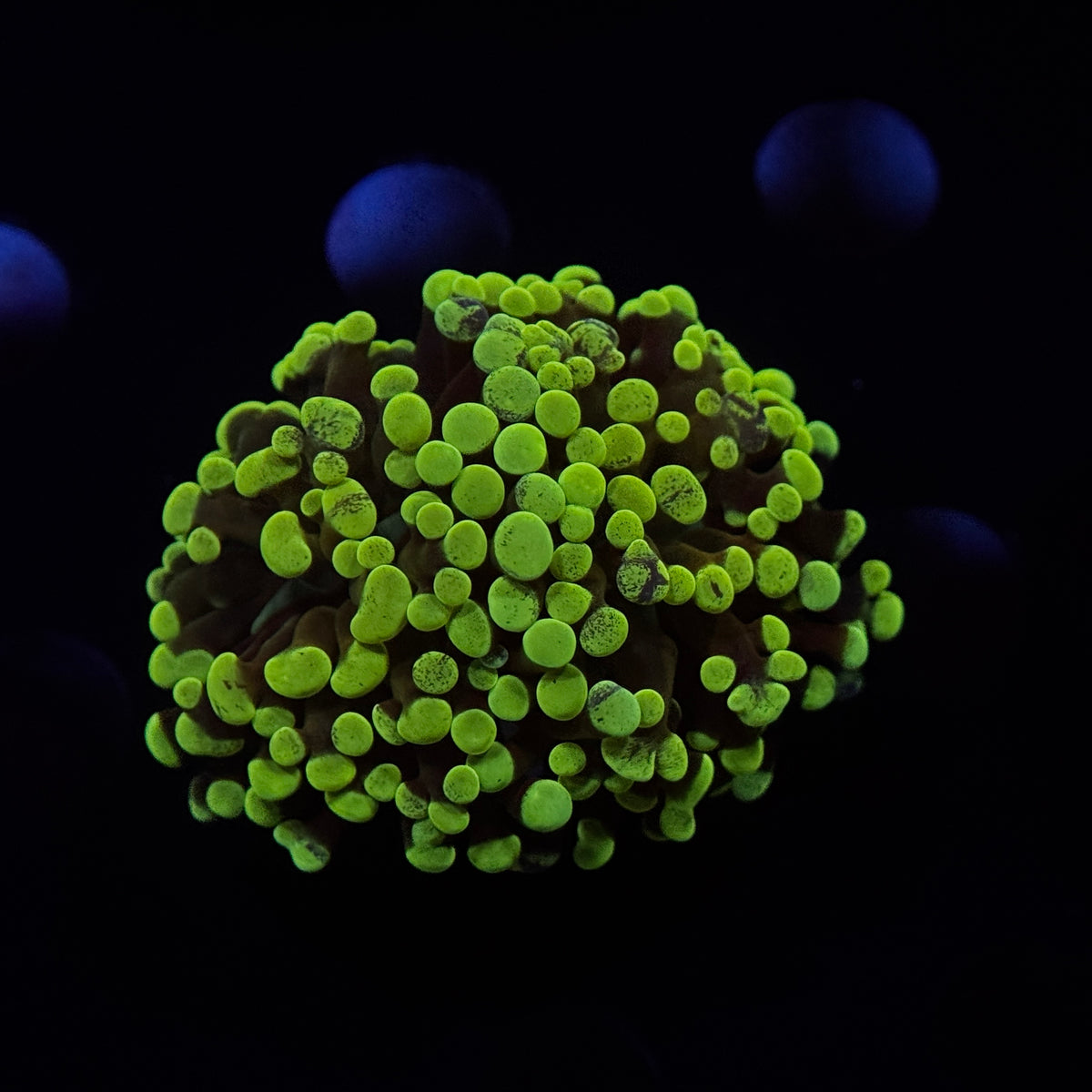 Ultra Neon Green Splatter Hammer