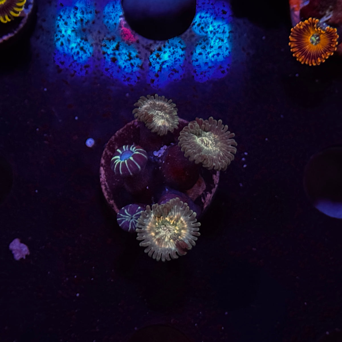 Ding Dang Zoanthids