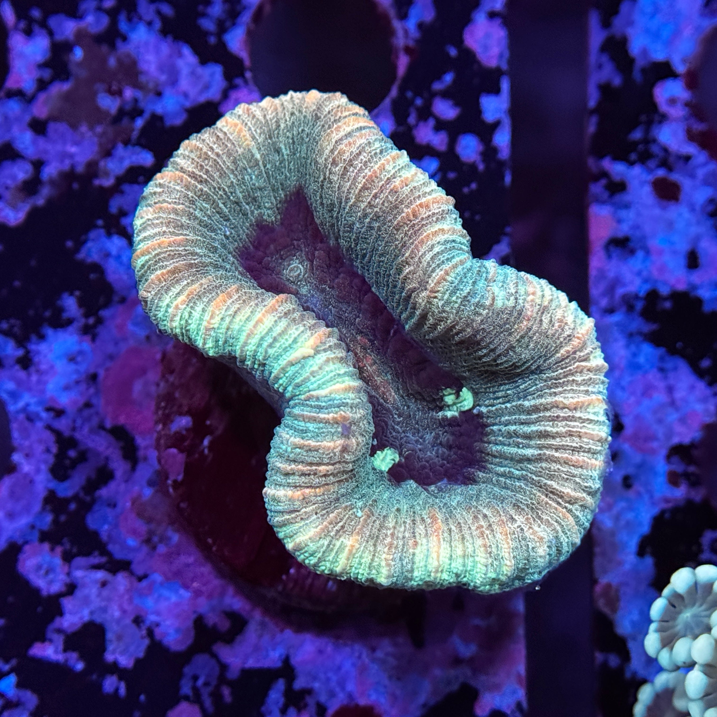 Rainbow Mini Trachy